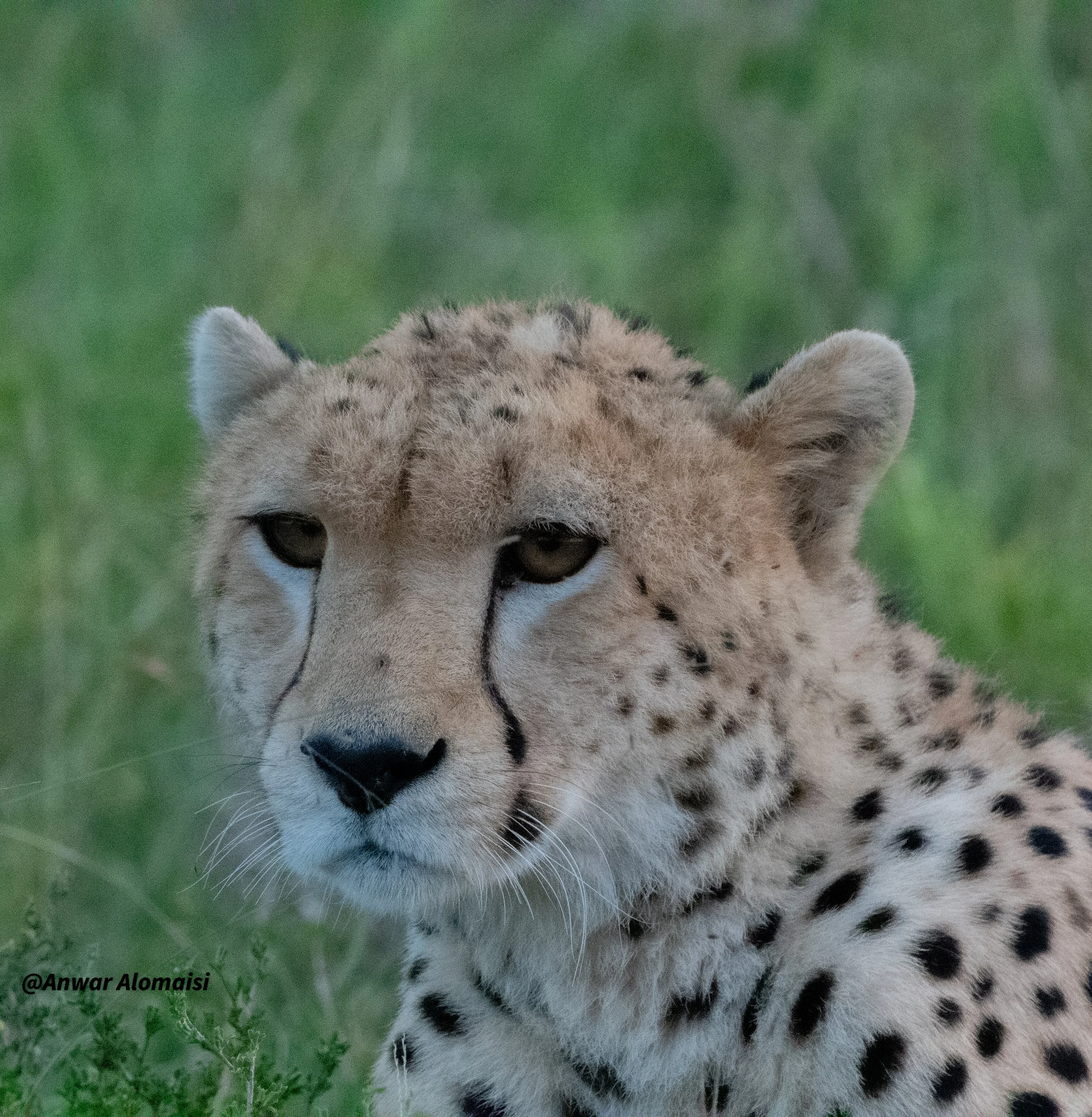 close up Cheetah siting and watching in Msmara.jpg