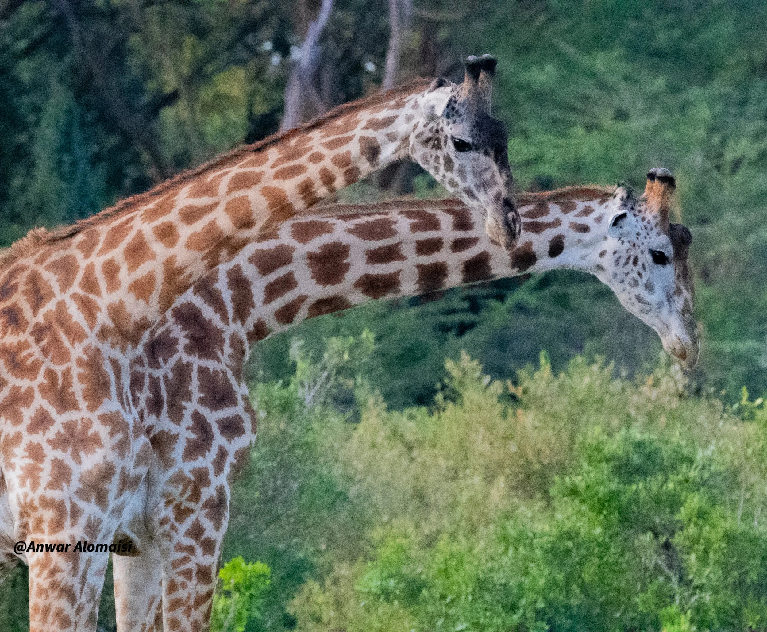 2 Giraffe.jpg