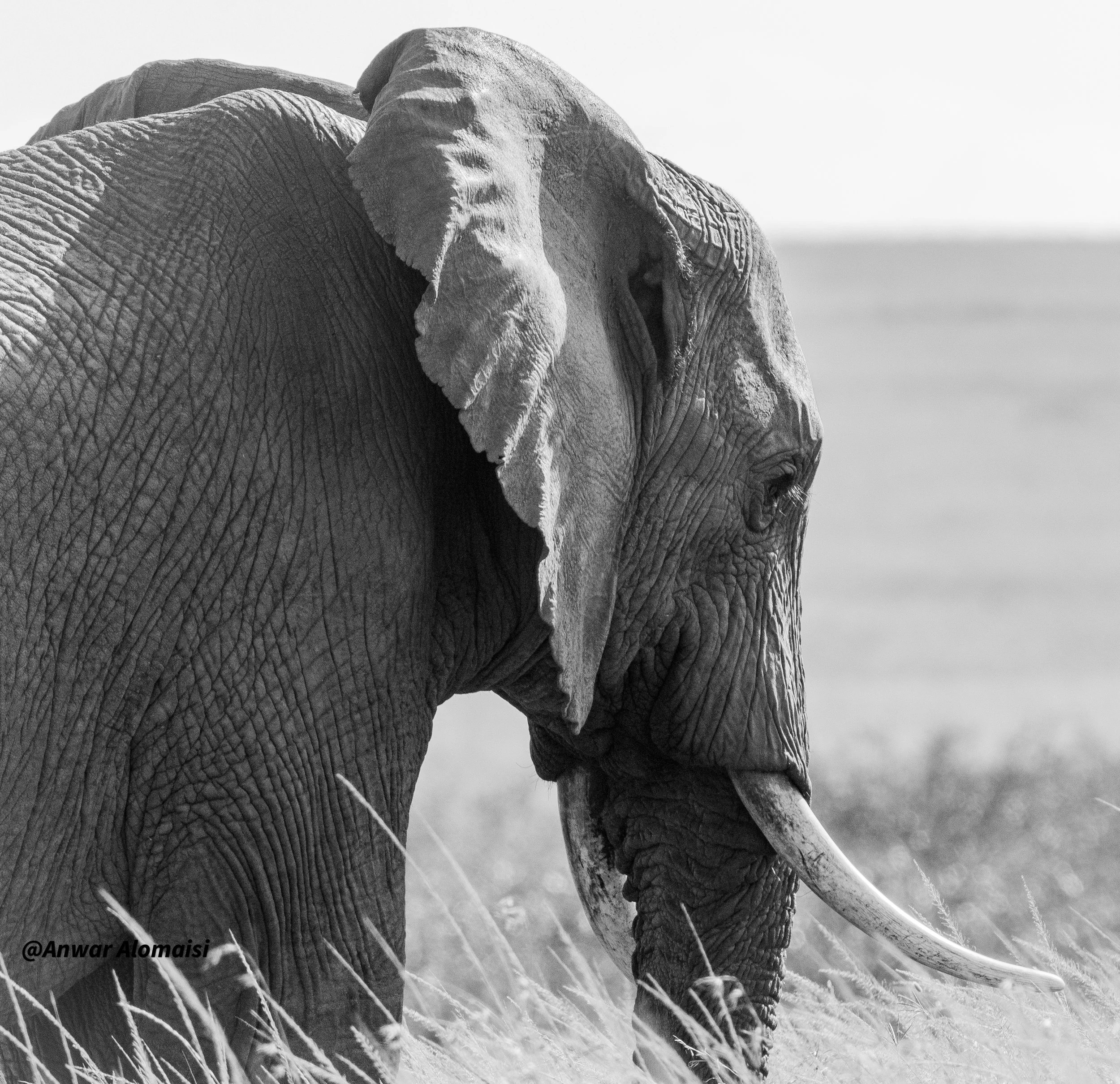 B_W Elepanet standing in side.jpg