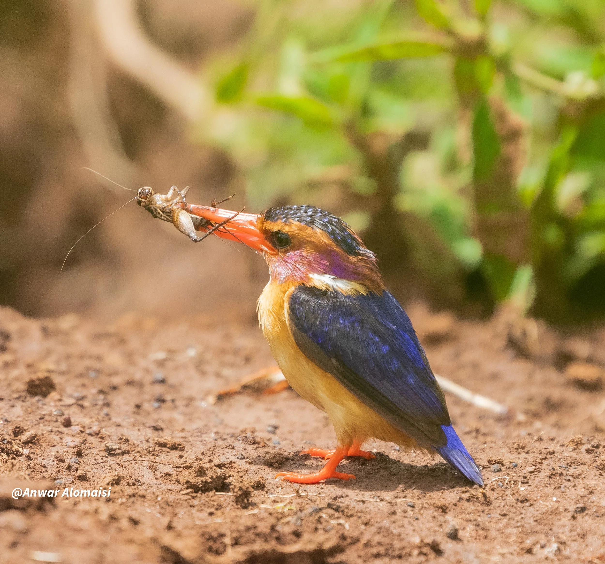 king Fisher 1-2.jpg