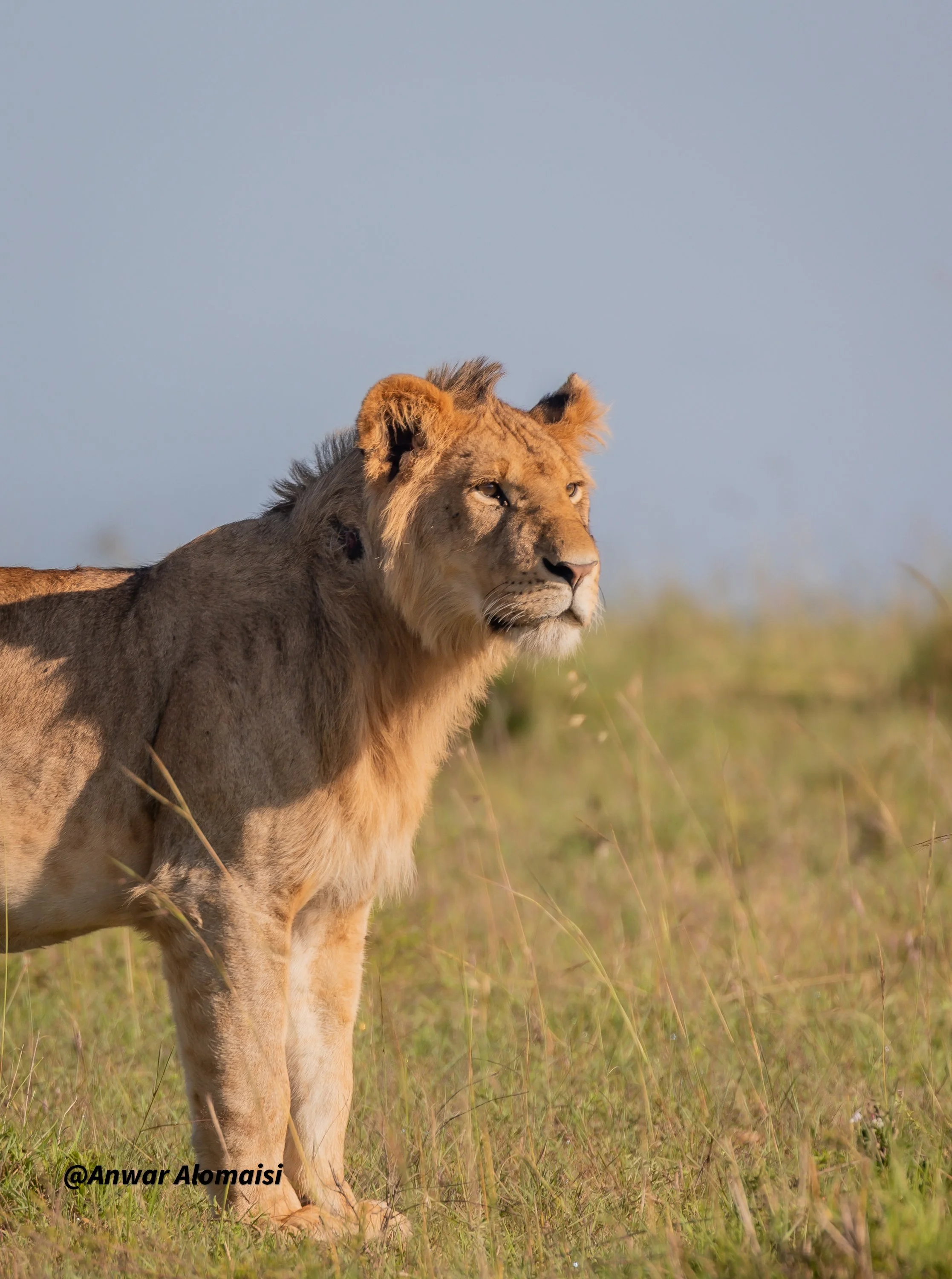 A lion standing in a grassy plain during daytime, facing to the right with a clear blue sky in the background.