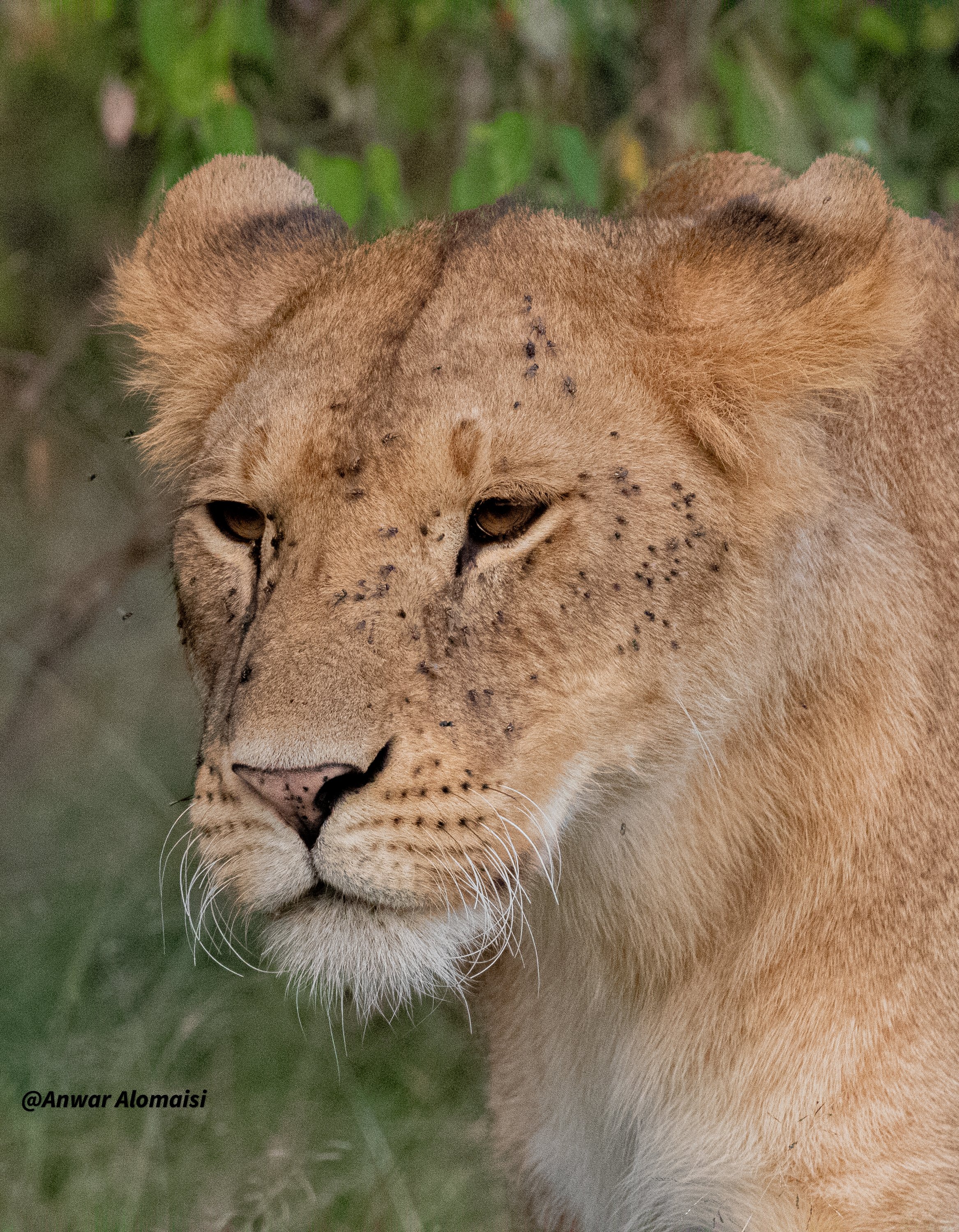 close up female lion walking.jpg
