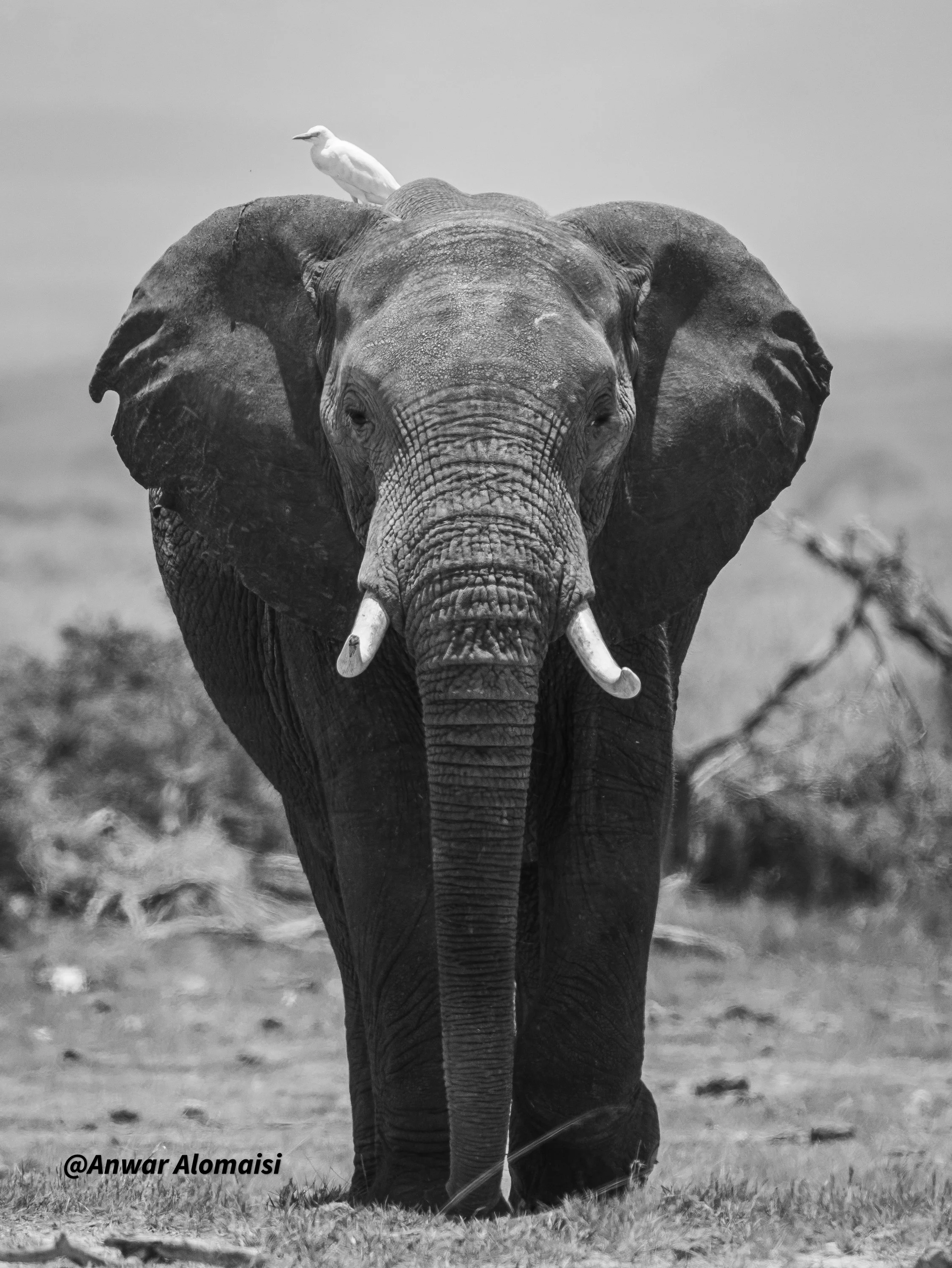 Black and white photo of an elephant facing forward with a bird sitting on its back in a natural landscape.