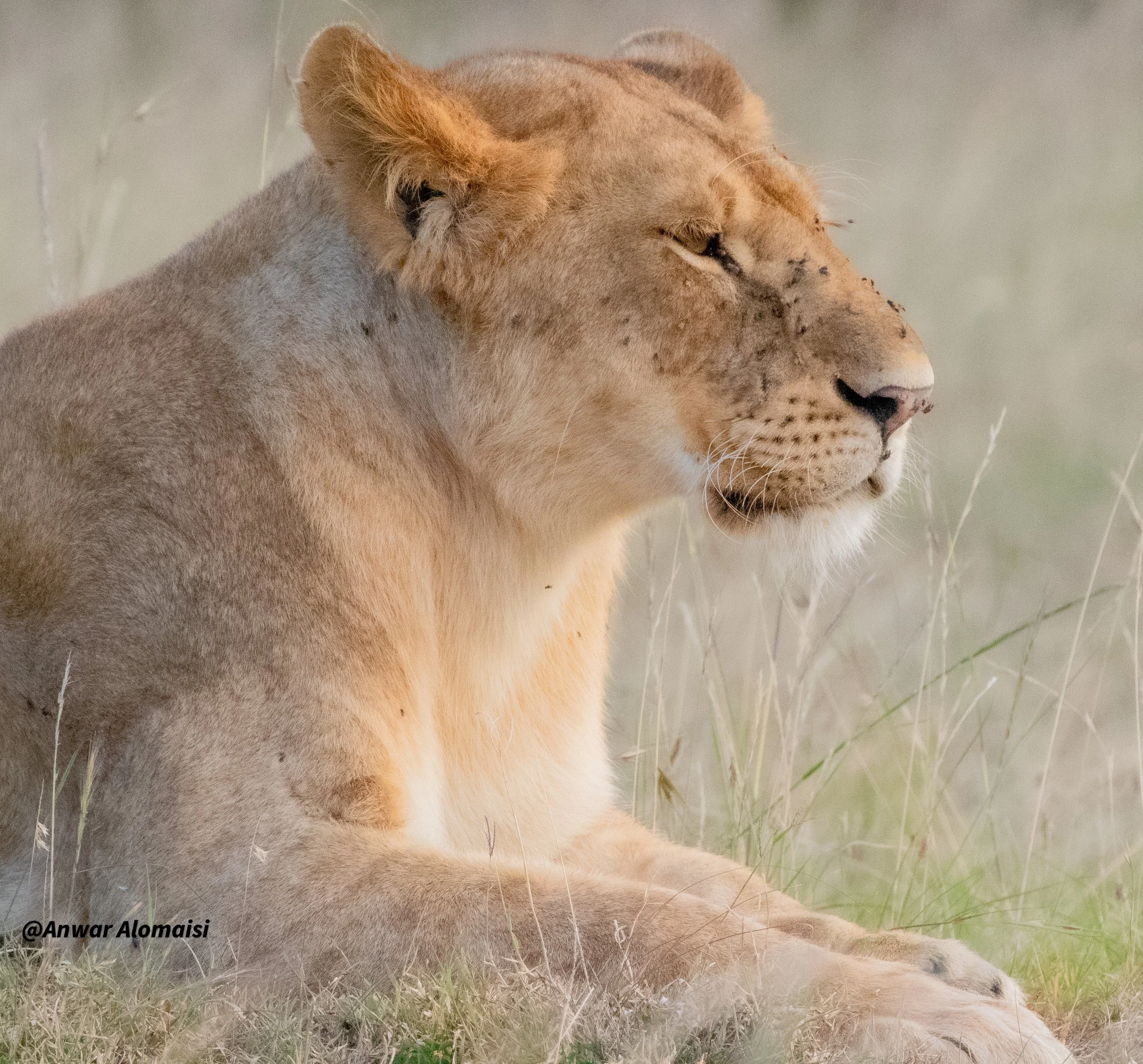 close up female lion siting1.jpg