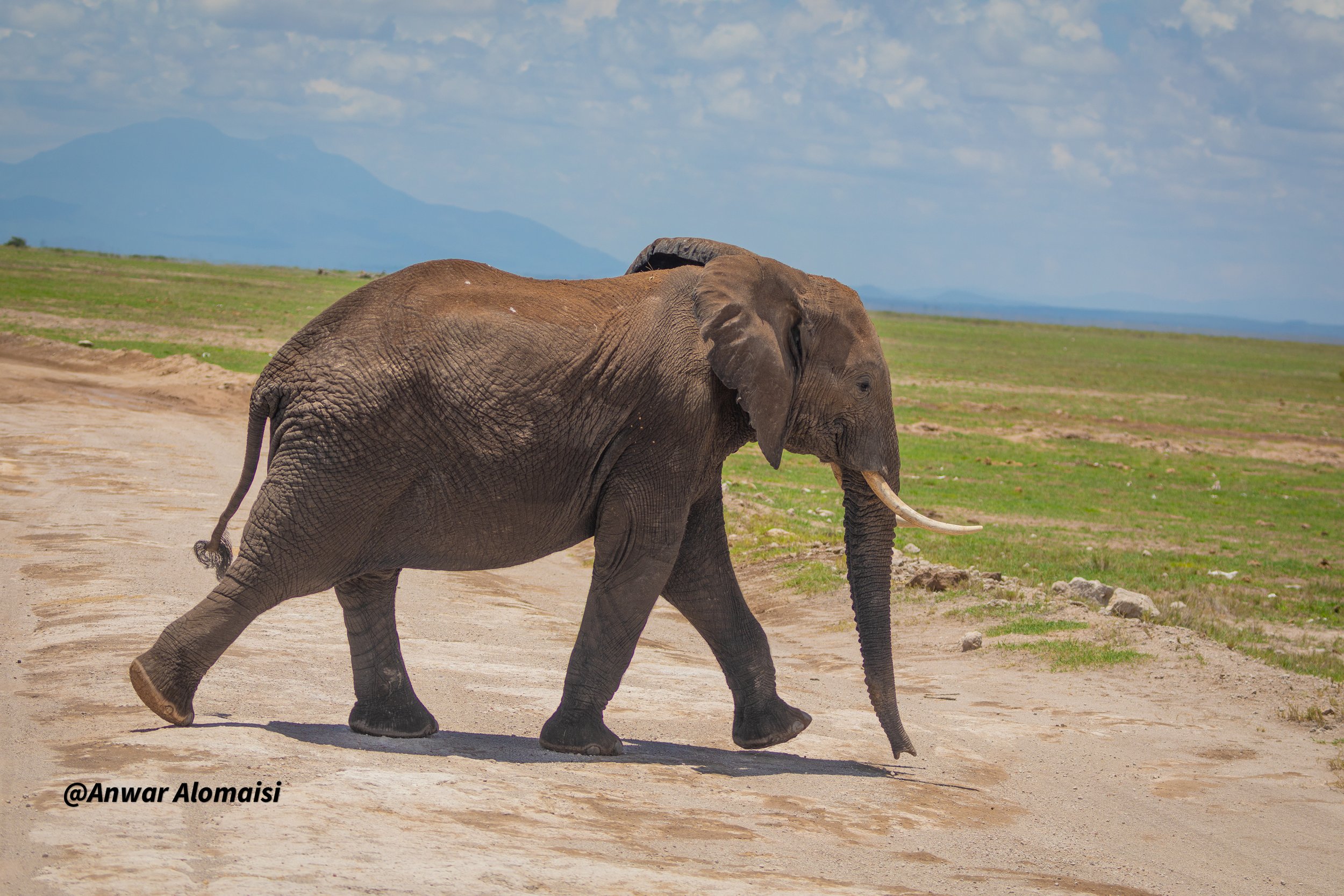 A young elephant walking on a dusty dirt road in an open grassy plain with mountains in the background.