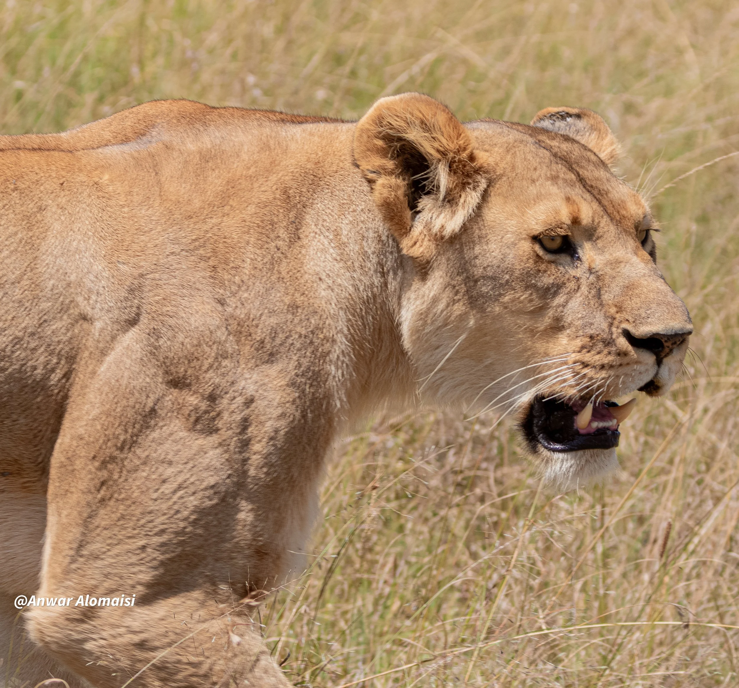 female lion walking.jpg