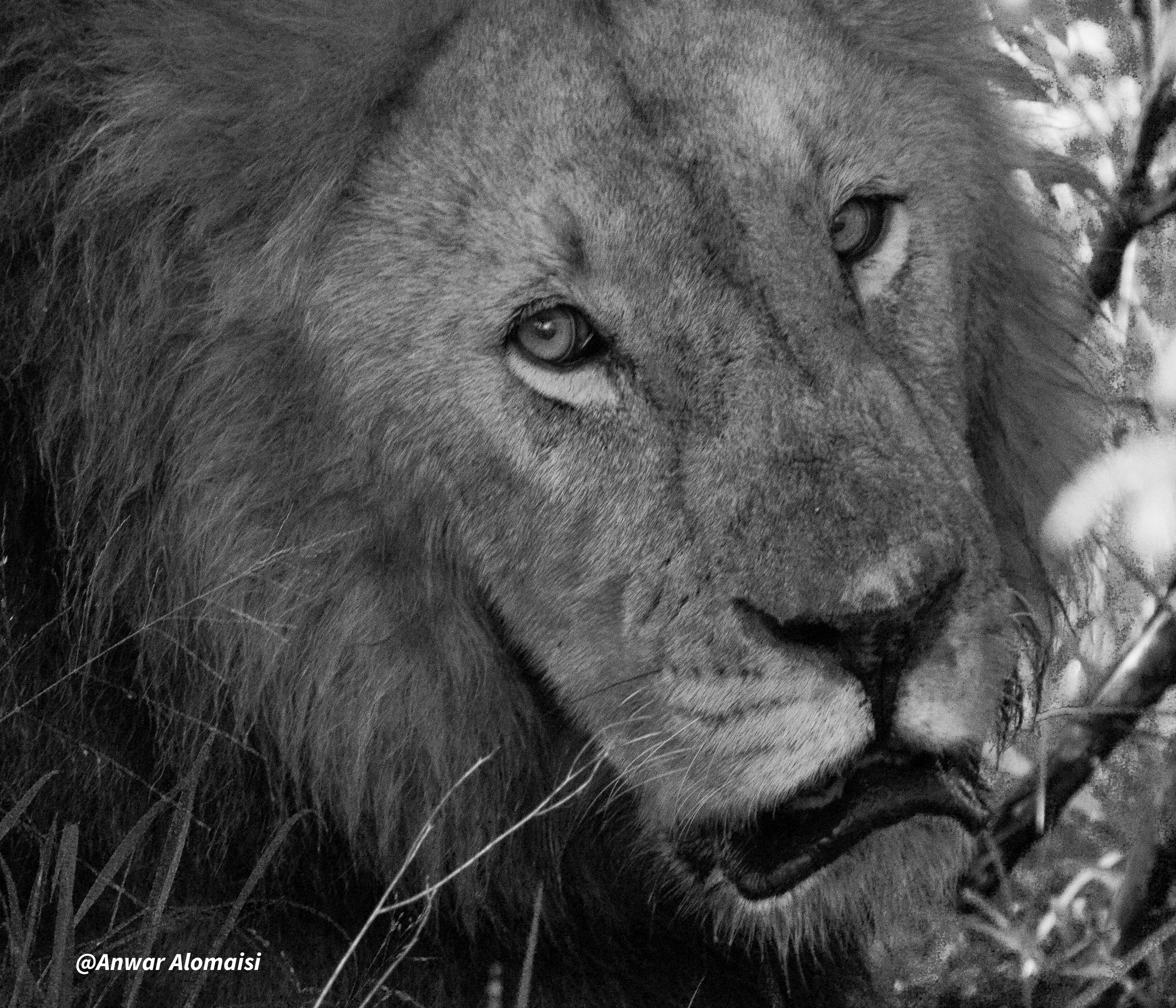 Close-up of a lion with a serious expression, showing its face, eyes, and mane in black and white.