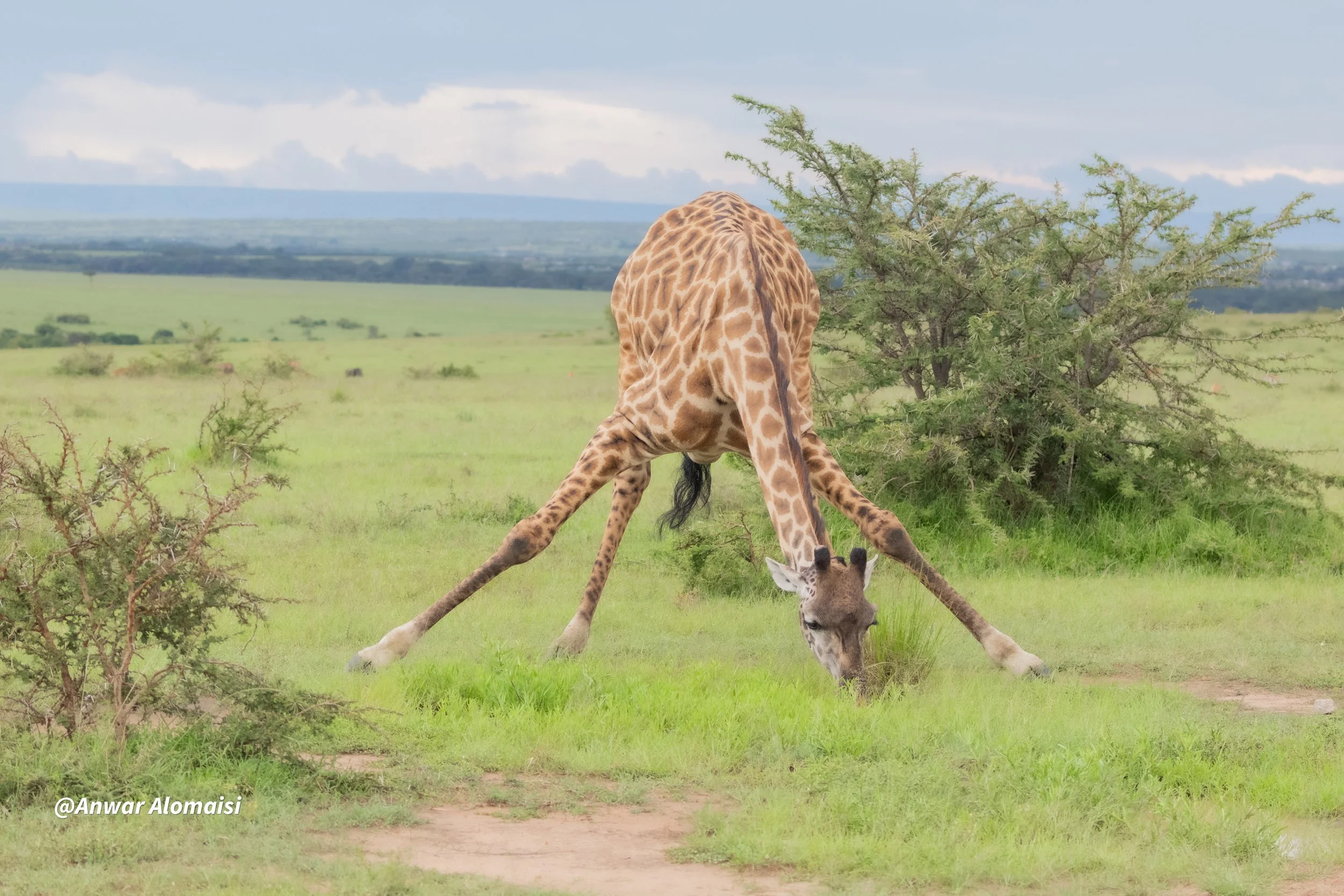 A giraffe with long legs and neck bending down to graze on grass in a grassy plain with sparse bushes and trees, under a partly cloudy sky.