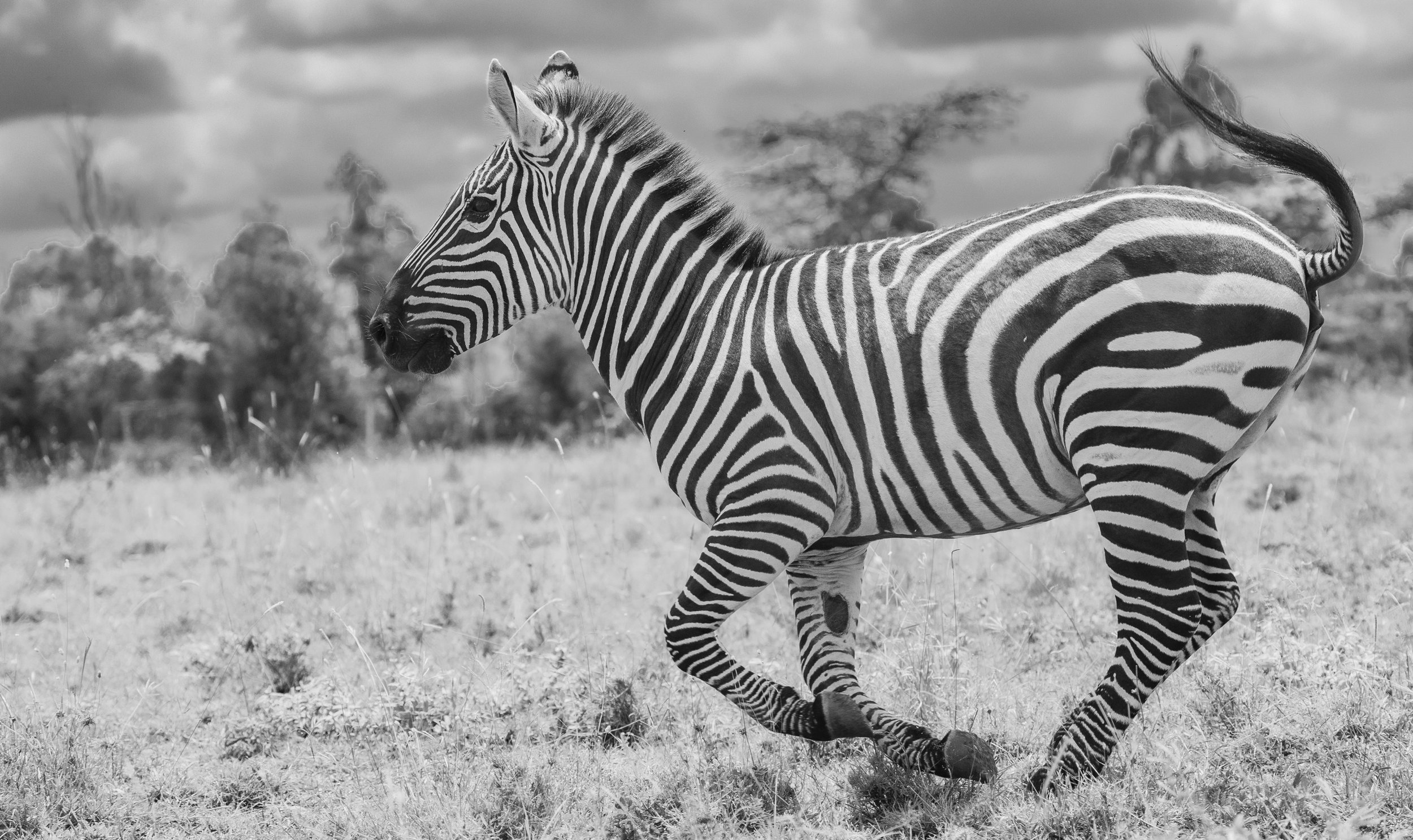 Zebra Apr25_2026.jpg