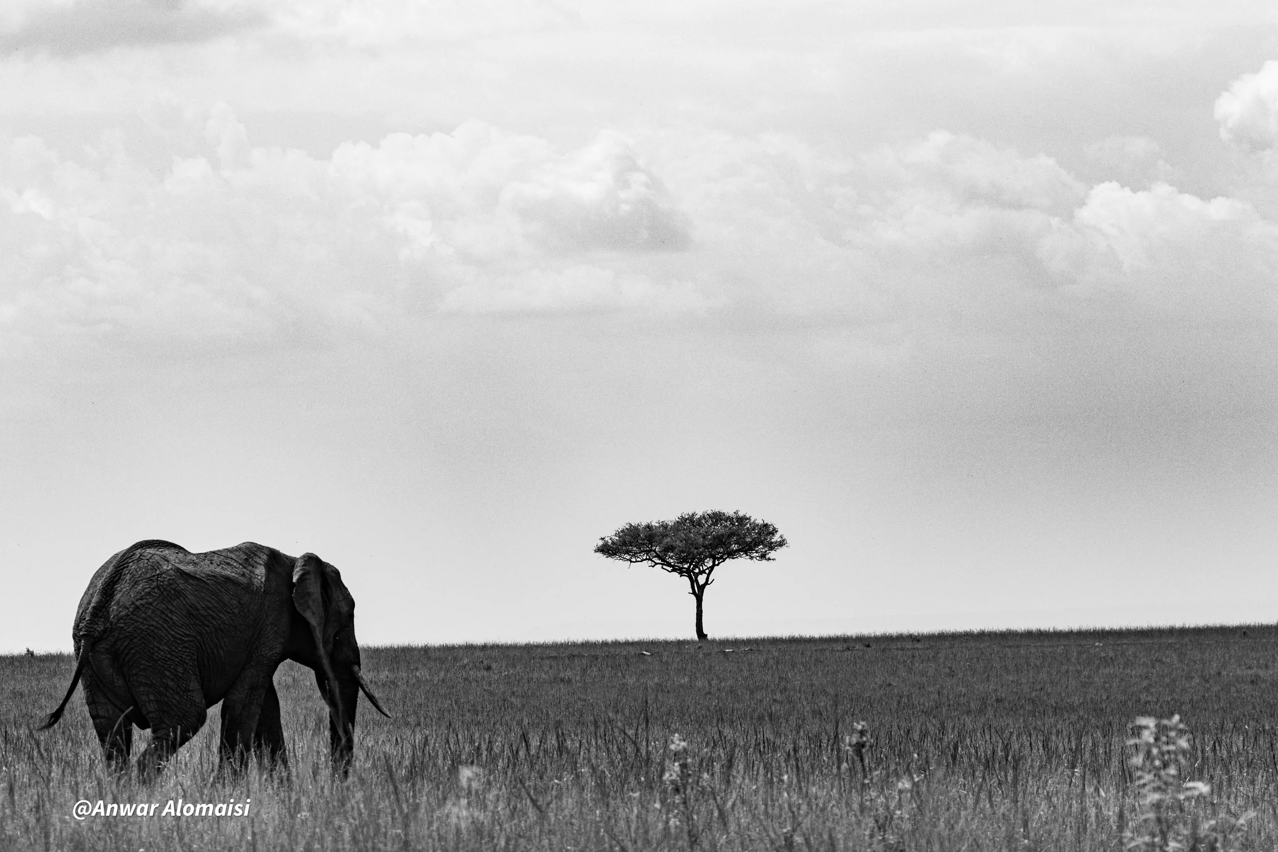 A black-and-white photo of an elephant walking through grassland with a solitary tree in the background and clouds in the sky.