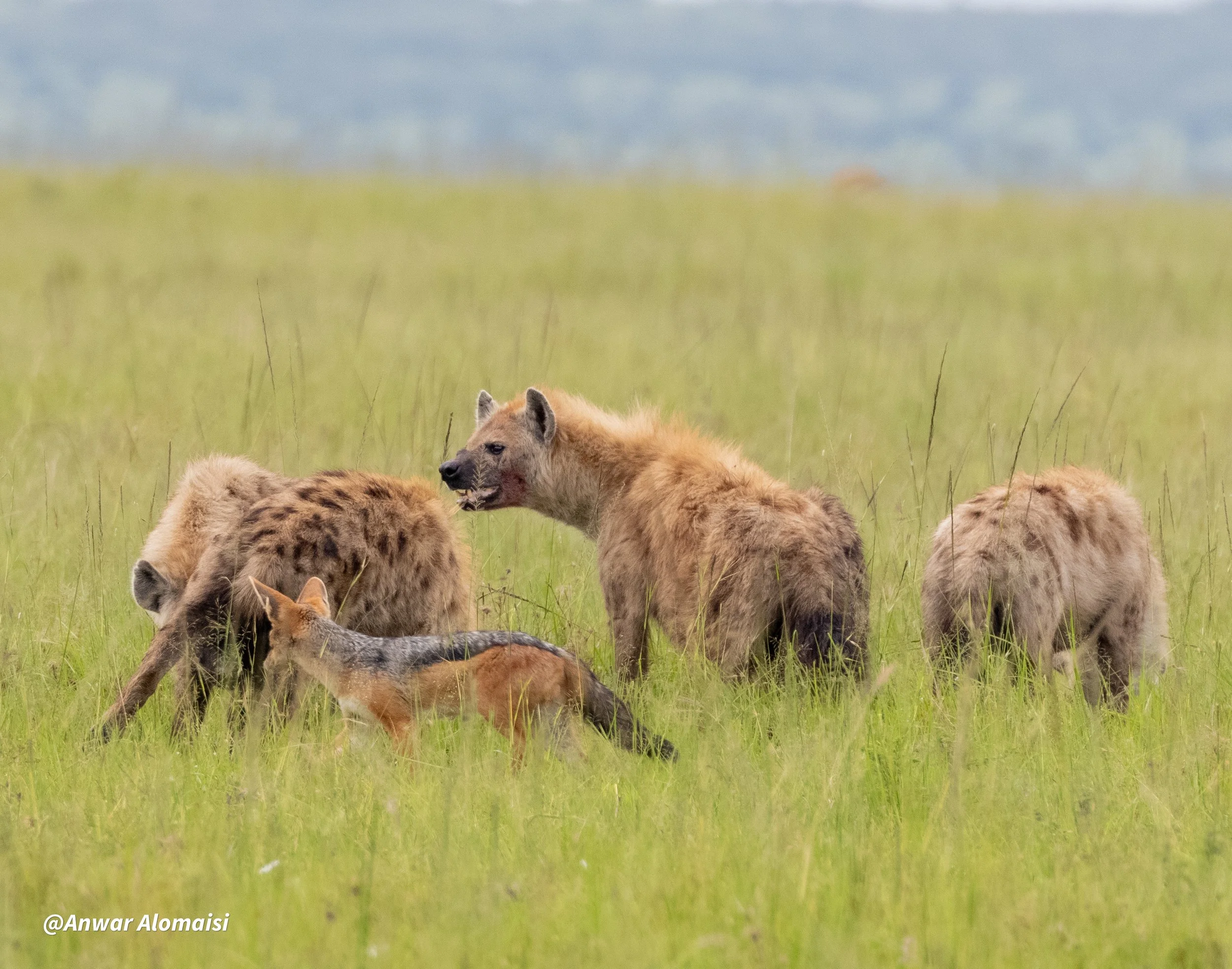 A hyena and three young wild dogs in a grassy field with a blurred background.
