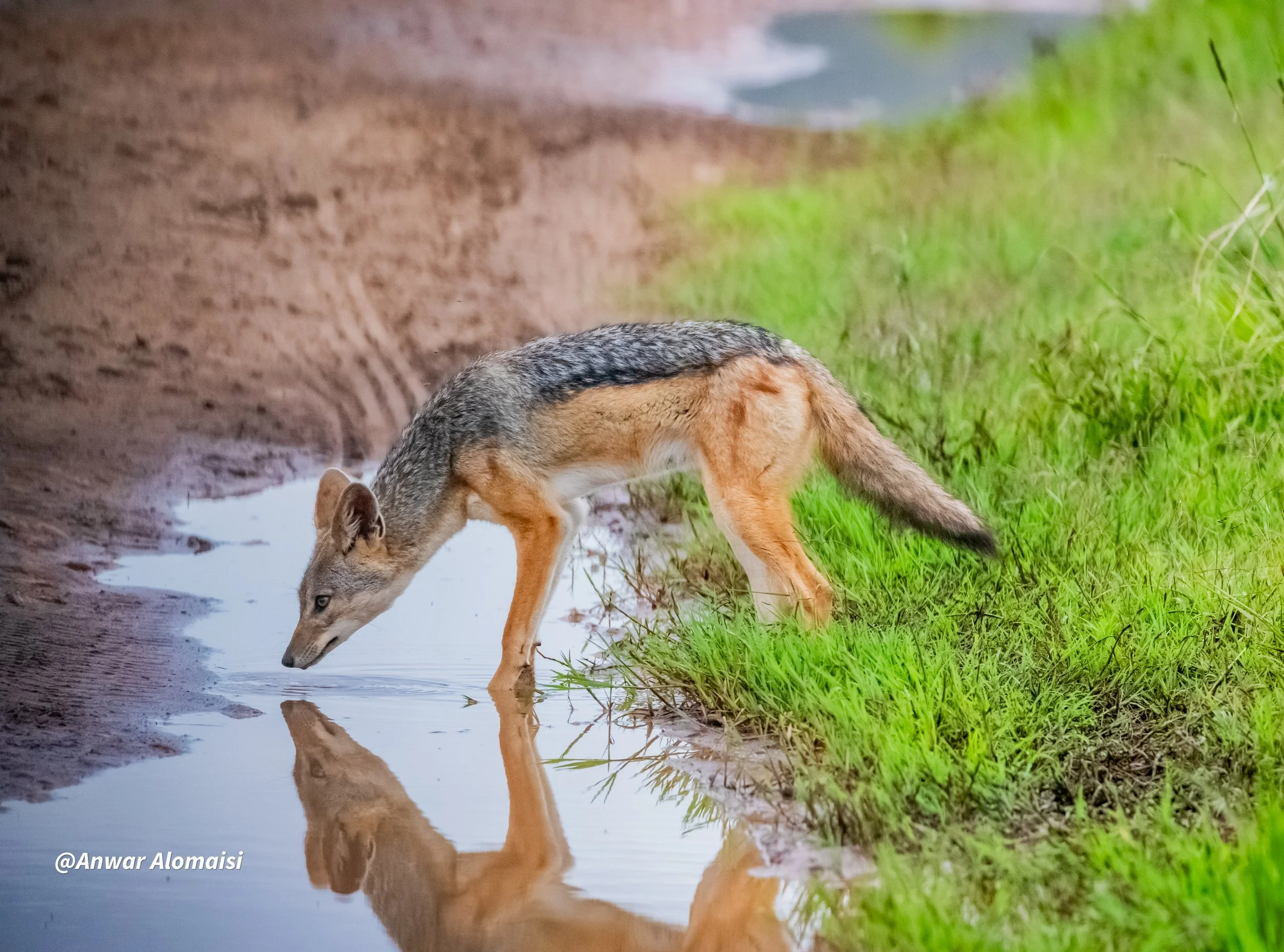 A wolf pup drinking water from a small pond or stream, reflected in the water, with green grass and a muddy path in the background.