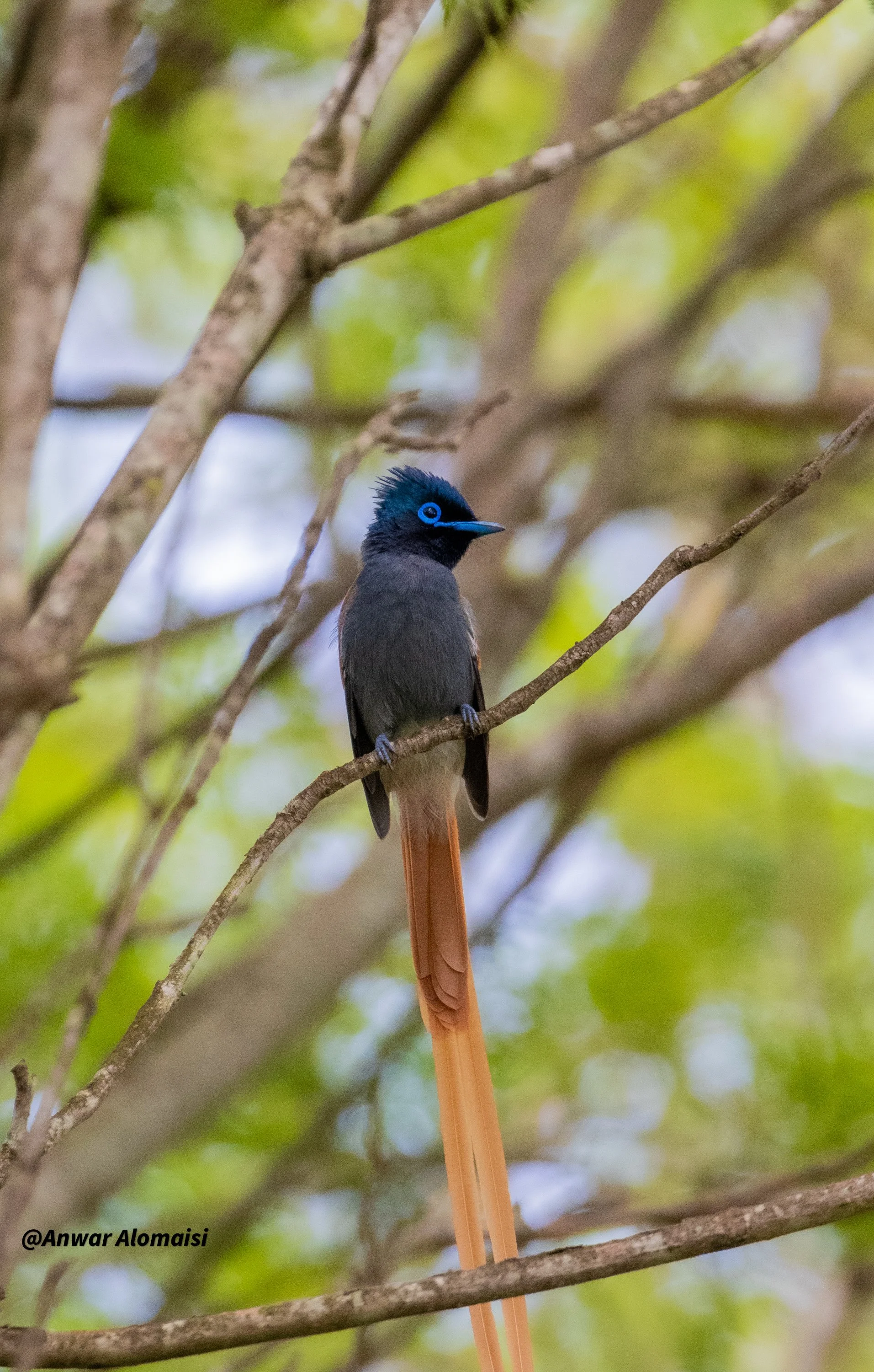African paradise Flycatcher1.jpg