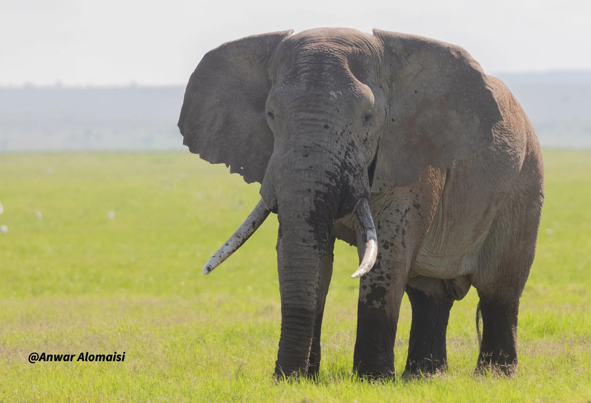 An elephant standing in a grassy field with a blurred background.