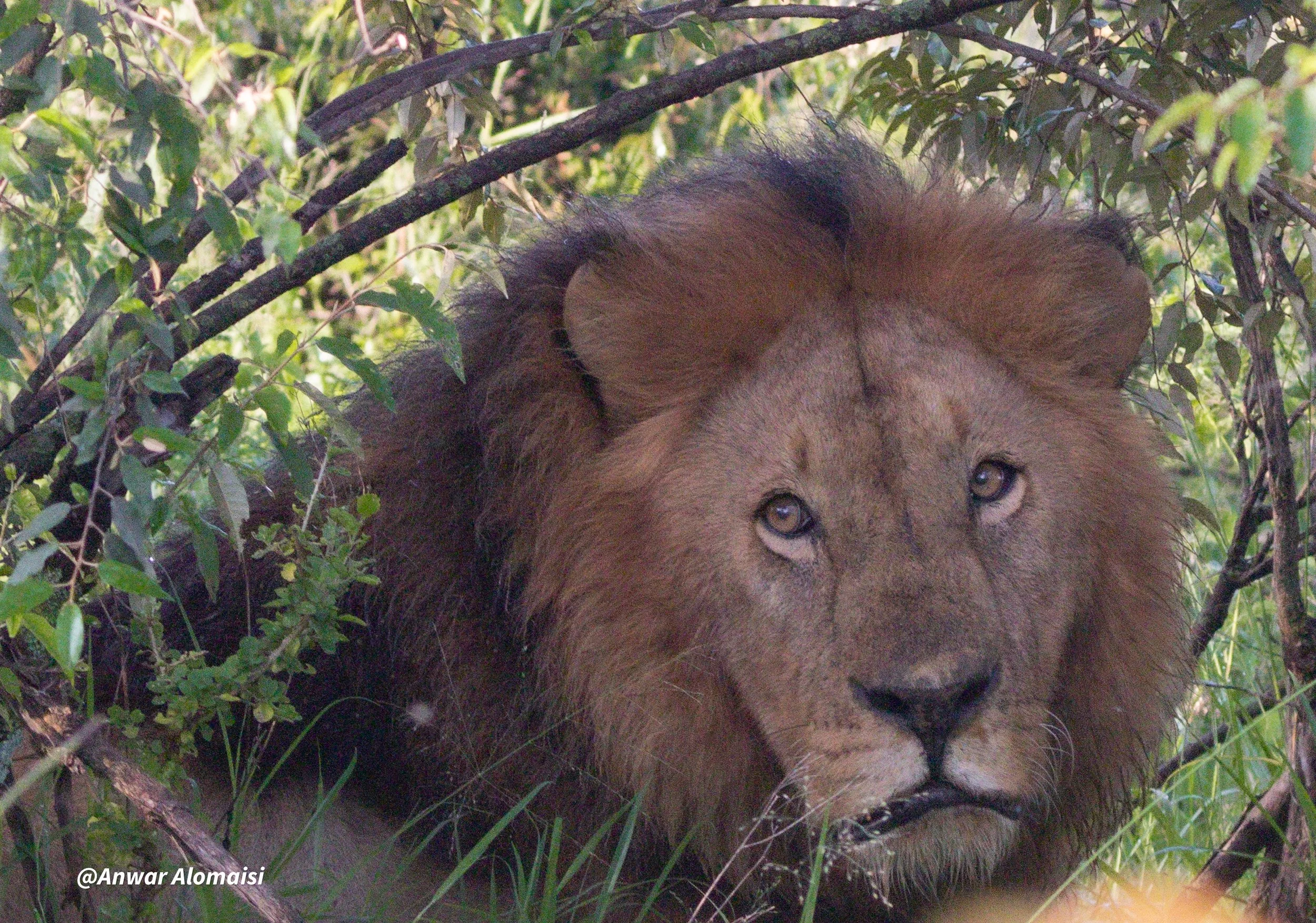 Male lion behind the bushes looking.jpg