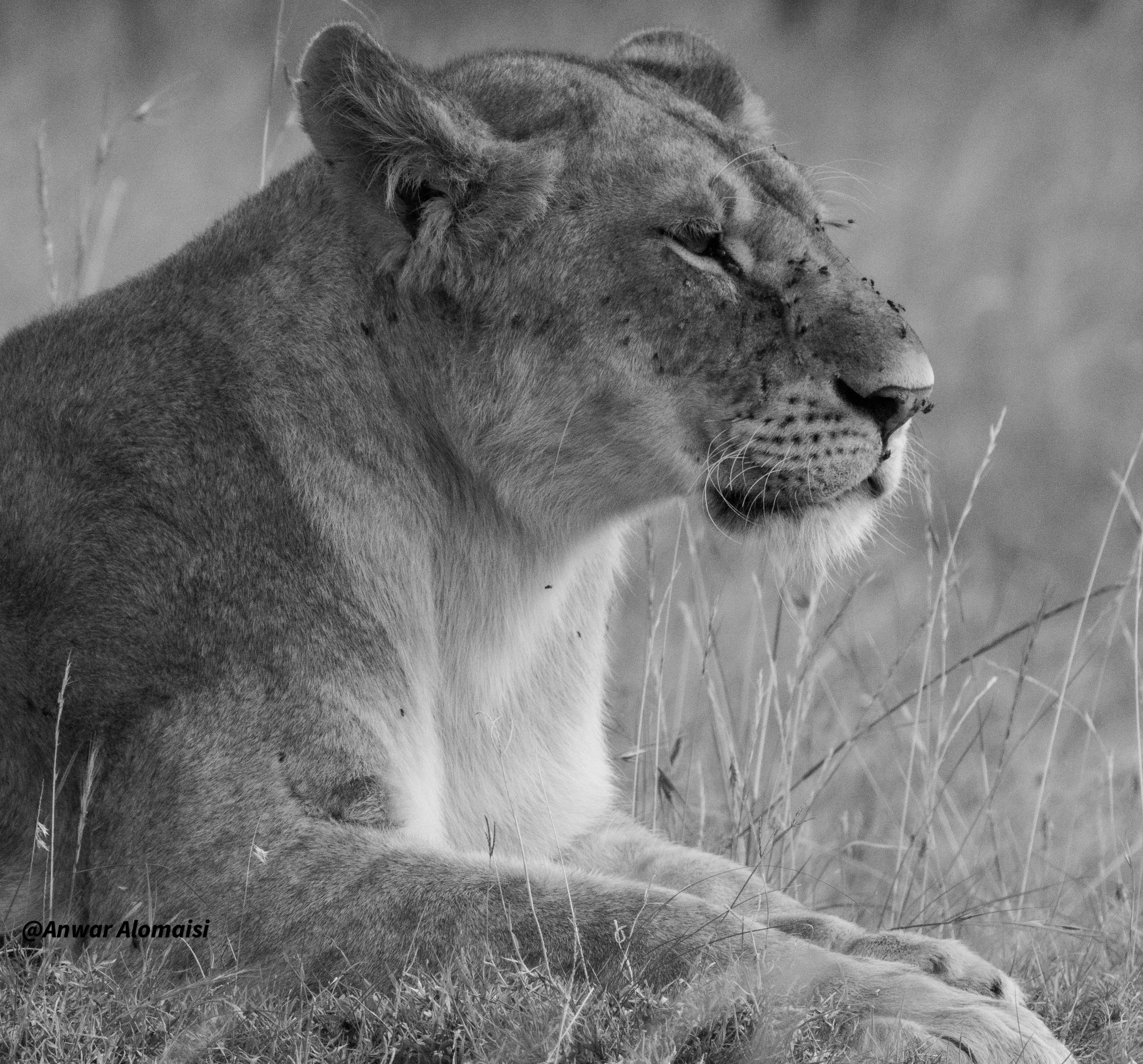 B_W close up female lion siting1.jpg