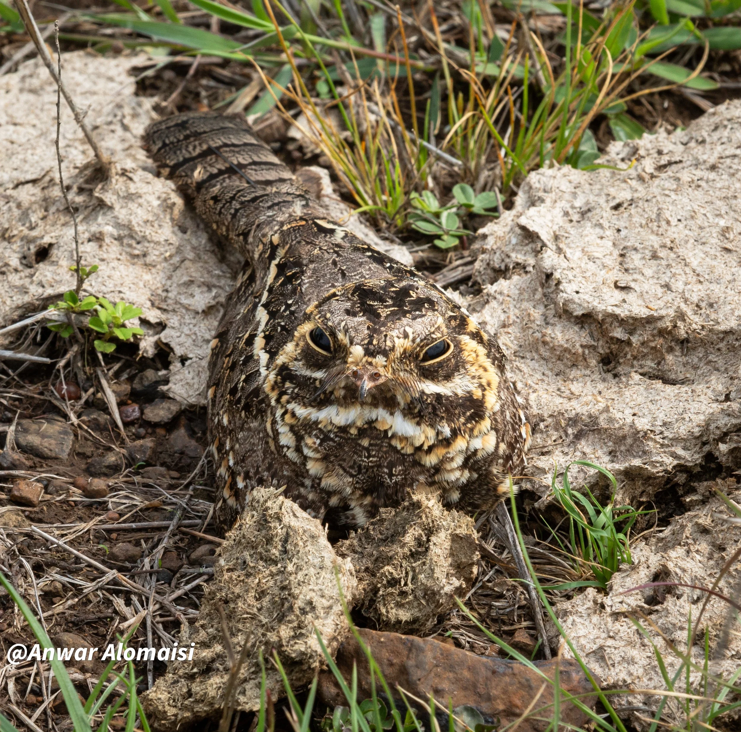 Nightjars 1.jpg