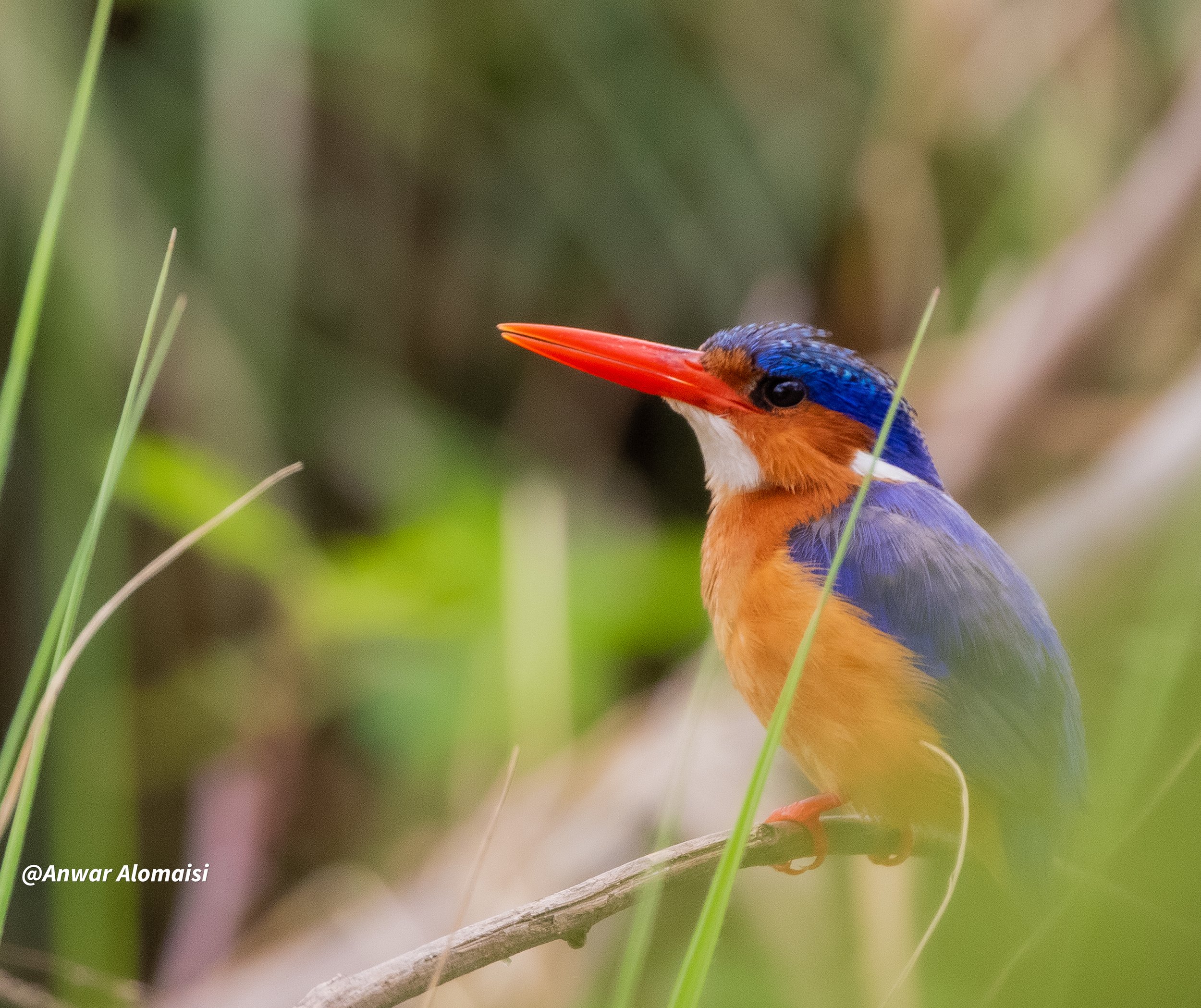 male  Kingfisher  behind the grass.jpg