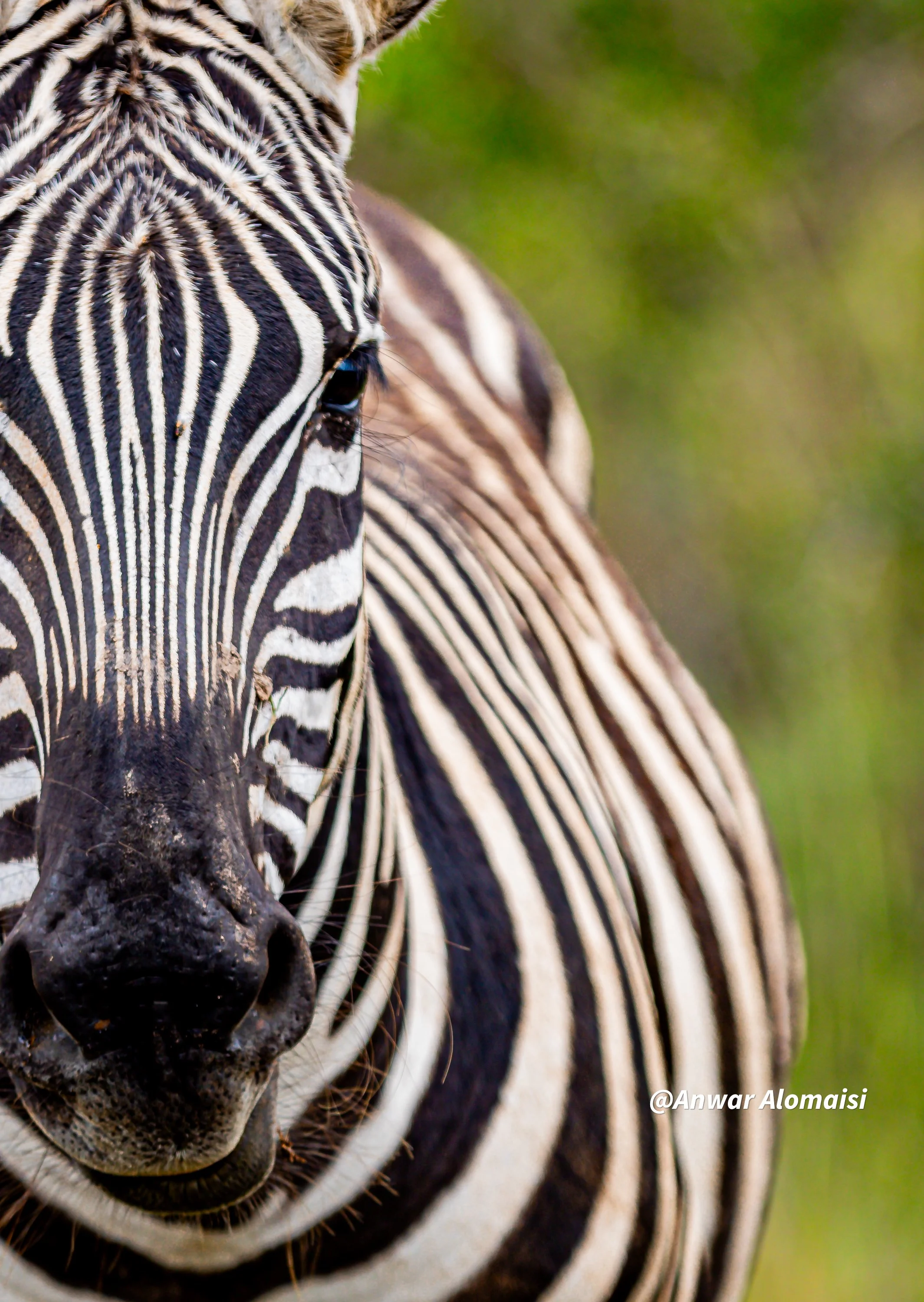 Close-up of a zebra's face with black and white striped pattern, showing its eye and nose, against a blurred green background.