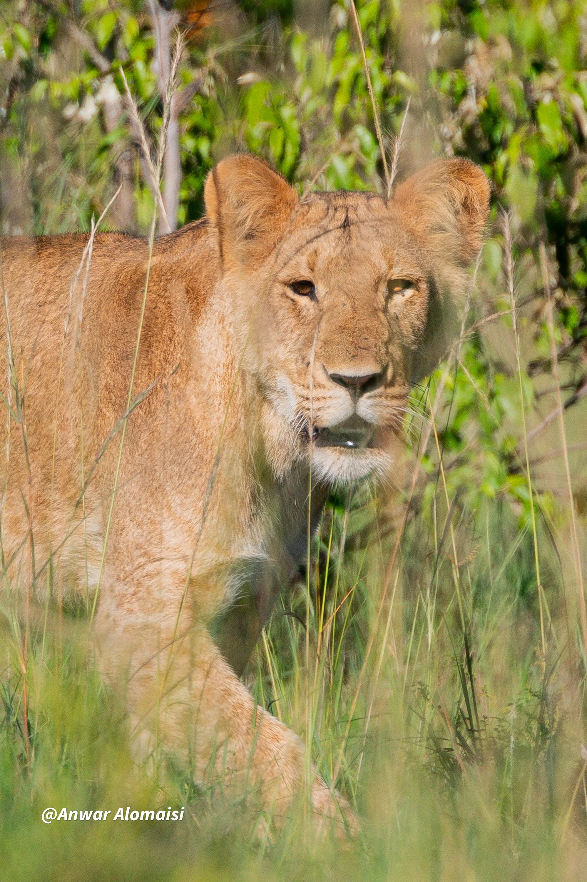 Femal lion looking at me1.jpg