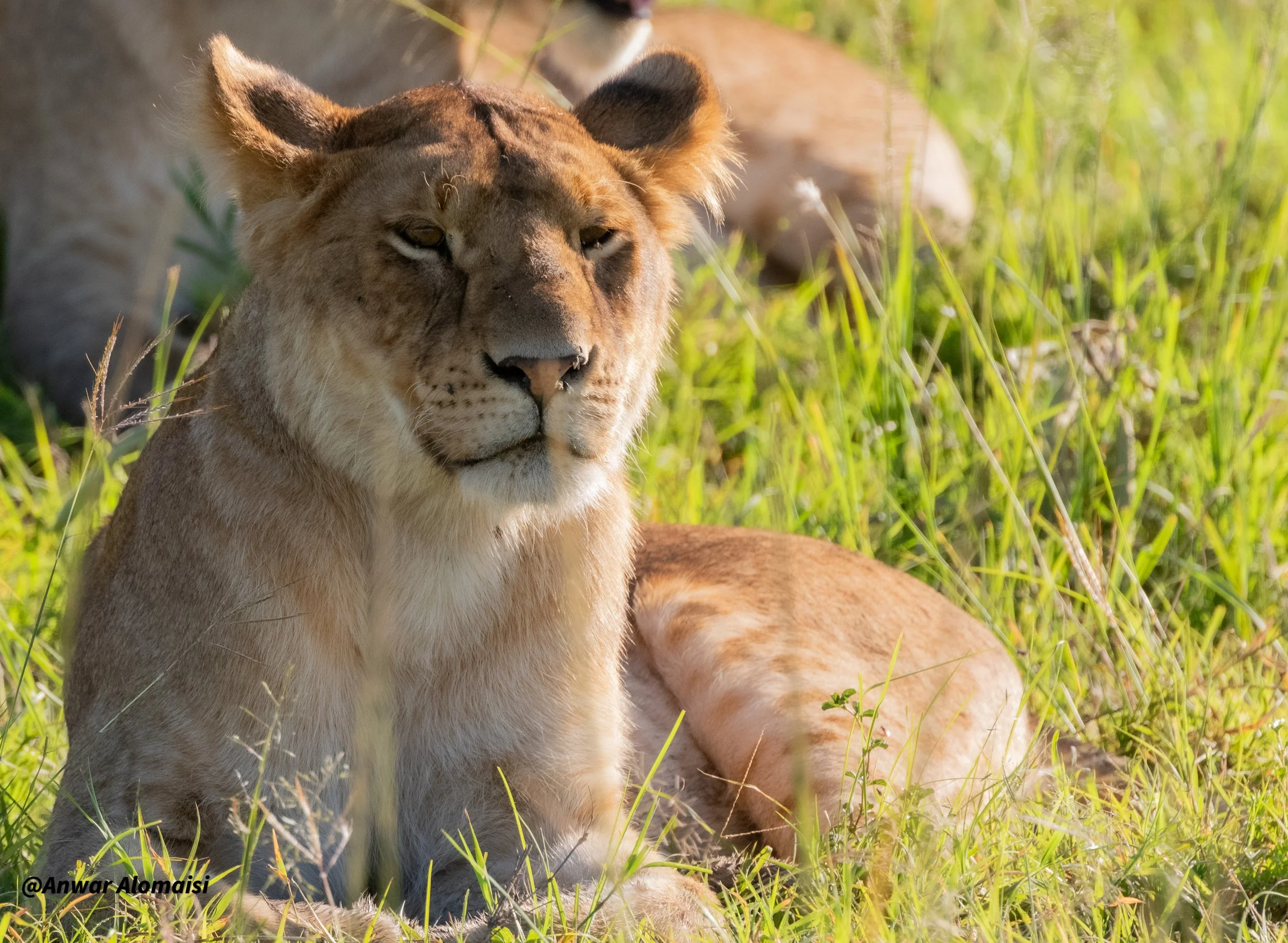 A lioness resting in tall grass with a lion behind her in a natural habitat.
