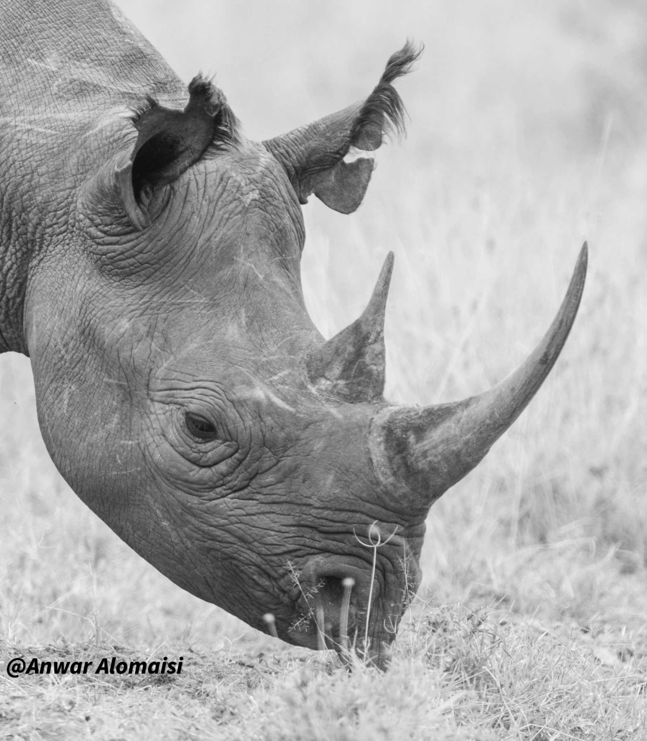 A black and white photograph of a rhinoceros grazing on grass in a natural habitat.