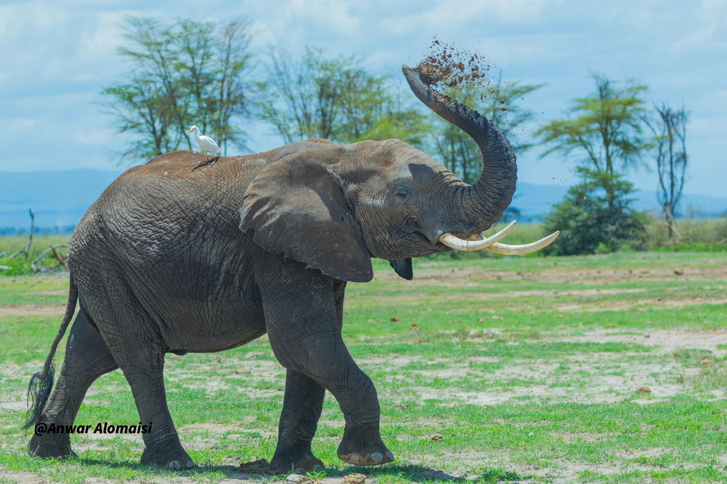 Wild elephant with its trunk raised, scattering dirt, standing on grassy terrain with trees in the background, bird perched on its back.