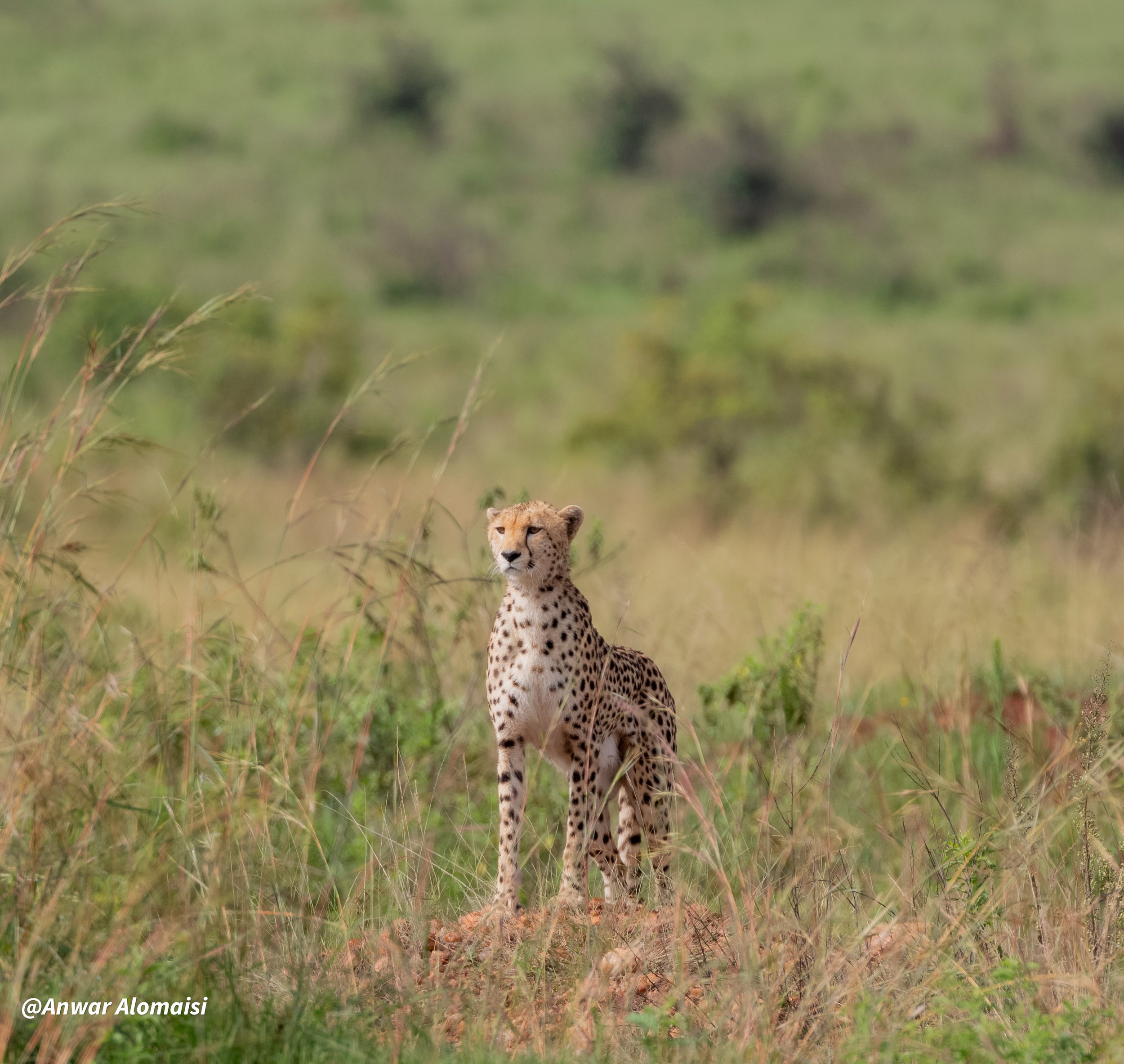Cheetah photo 3.jpg