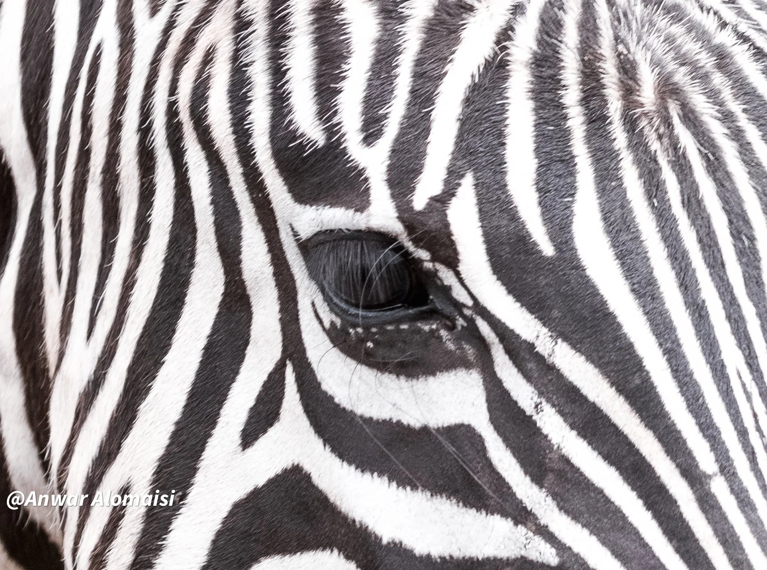 Close-up of a zebra's face showing its black and white striped pattern and eye.