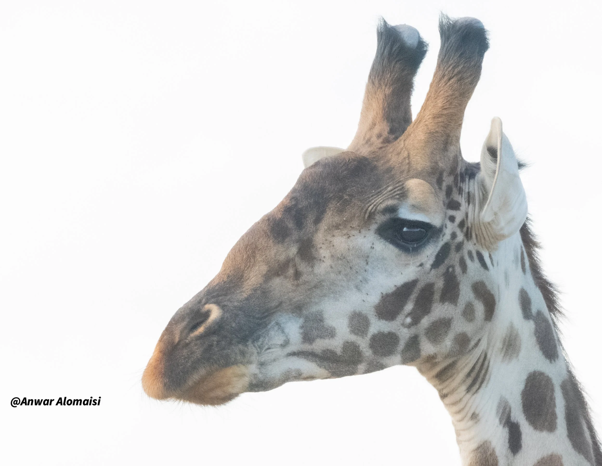 Giraffe close face.jpg