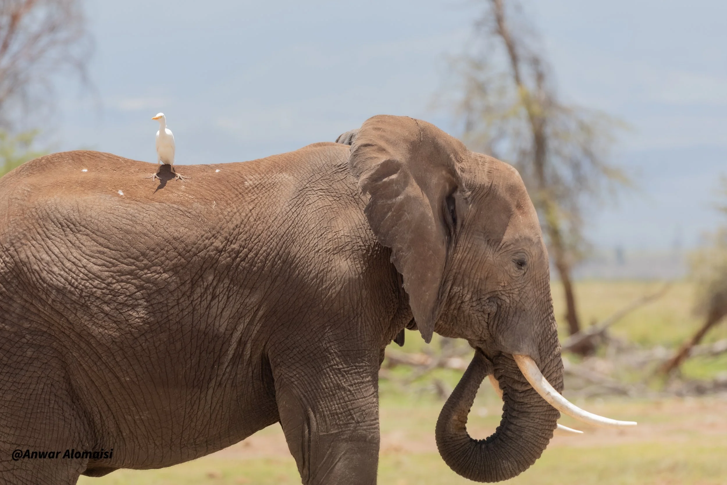 A large elephant with a bird standing on its back in a natural landscape with trees and sky.