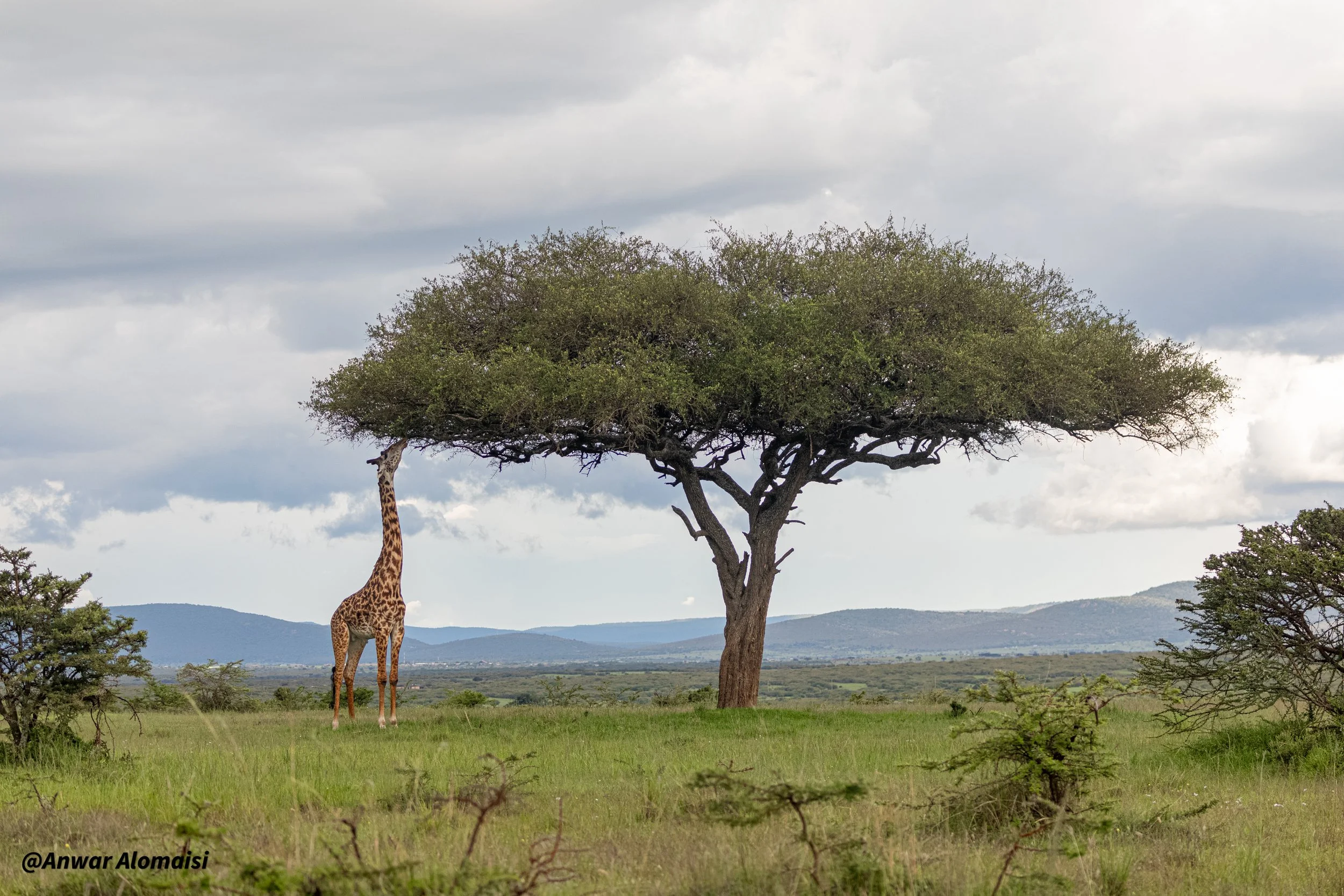A giraffe standing near a large, flat-topped acacia tree in an open savannah with grass and distant mountains under a cloudy sky.
