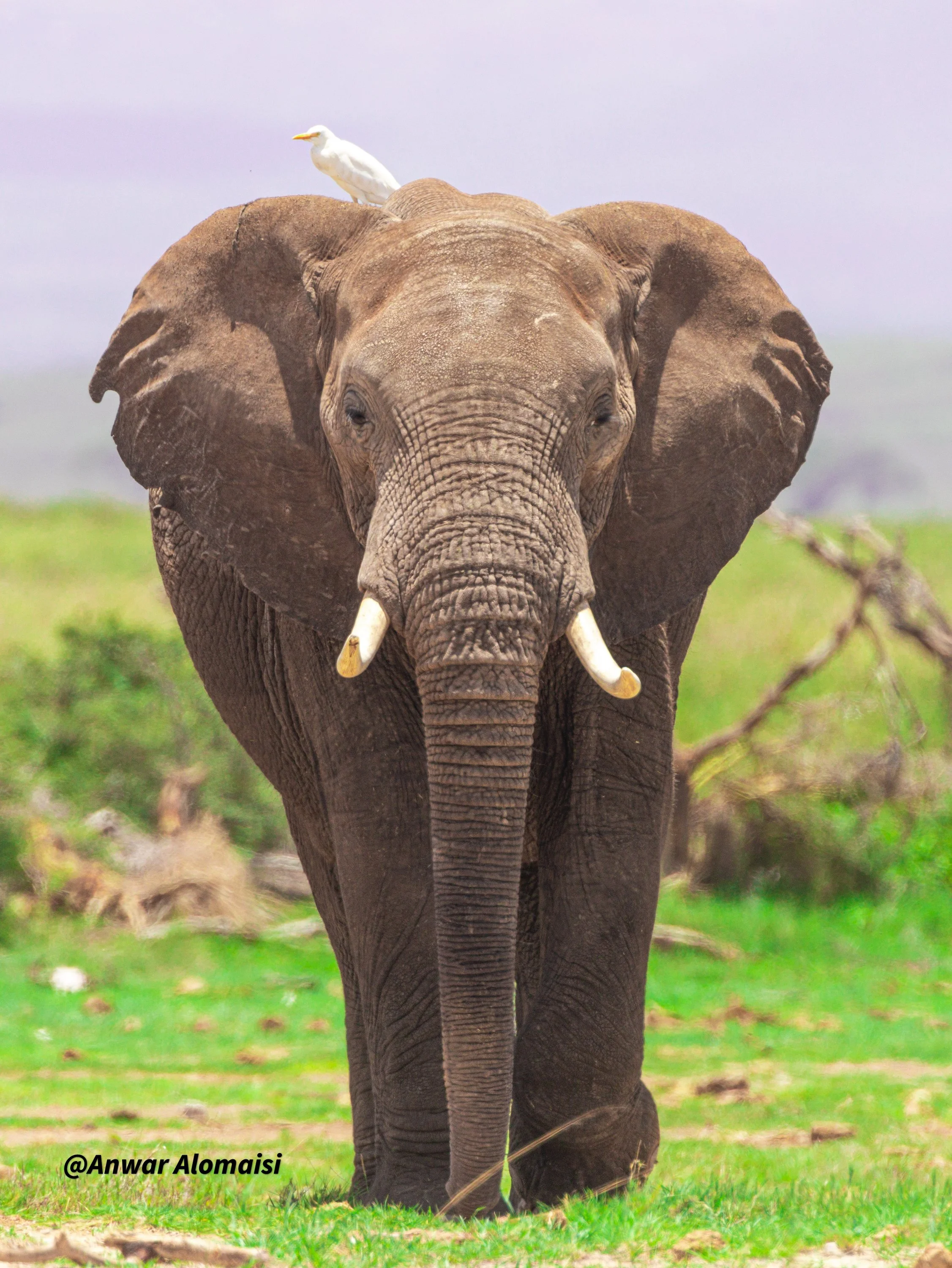 An African elephant walking through green grass, with a seagull perched on its back, under a cloudy sky.