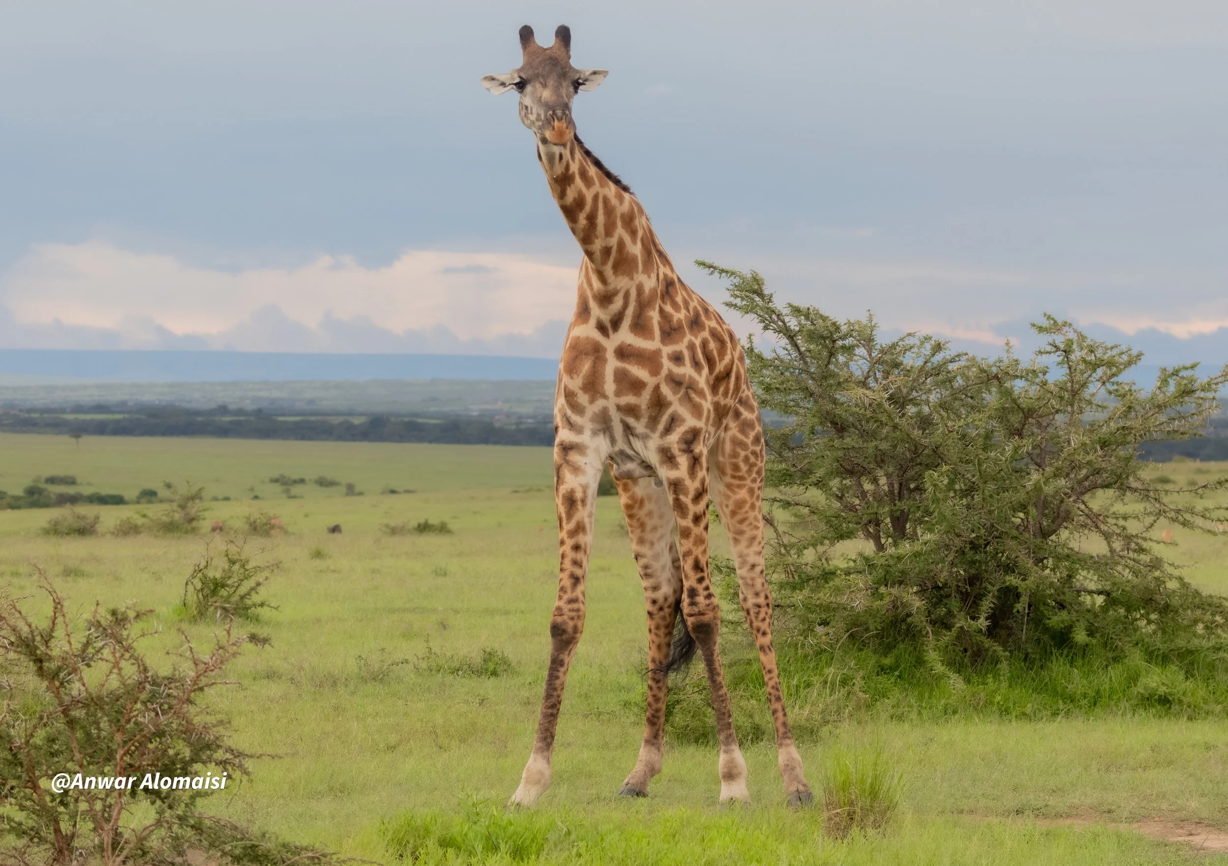 A tall giraffe standing on grassy plains with some bushes and a cloudy sky in the background.