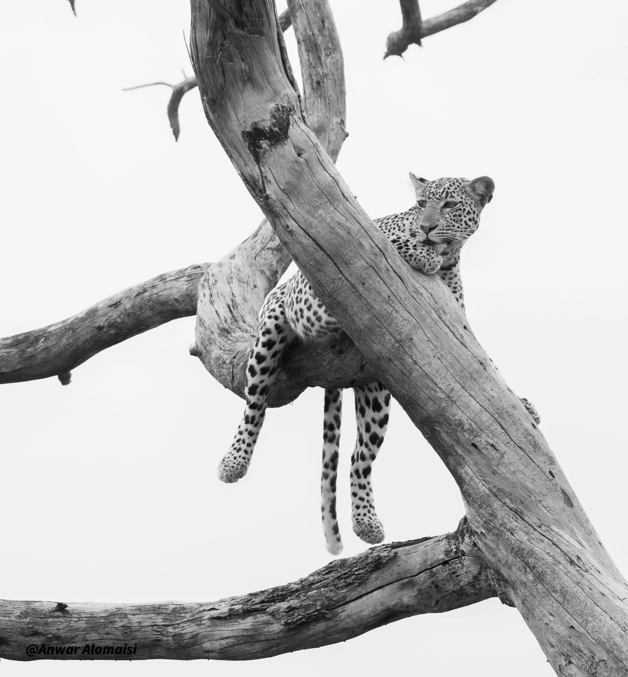 A black and white photograph of a leopard resting on tree branches, looking to the side with a calm expression.