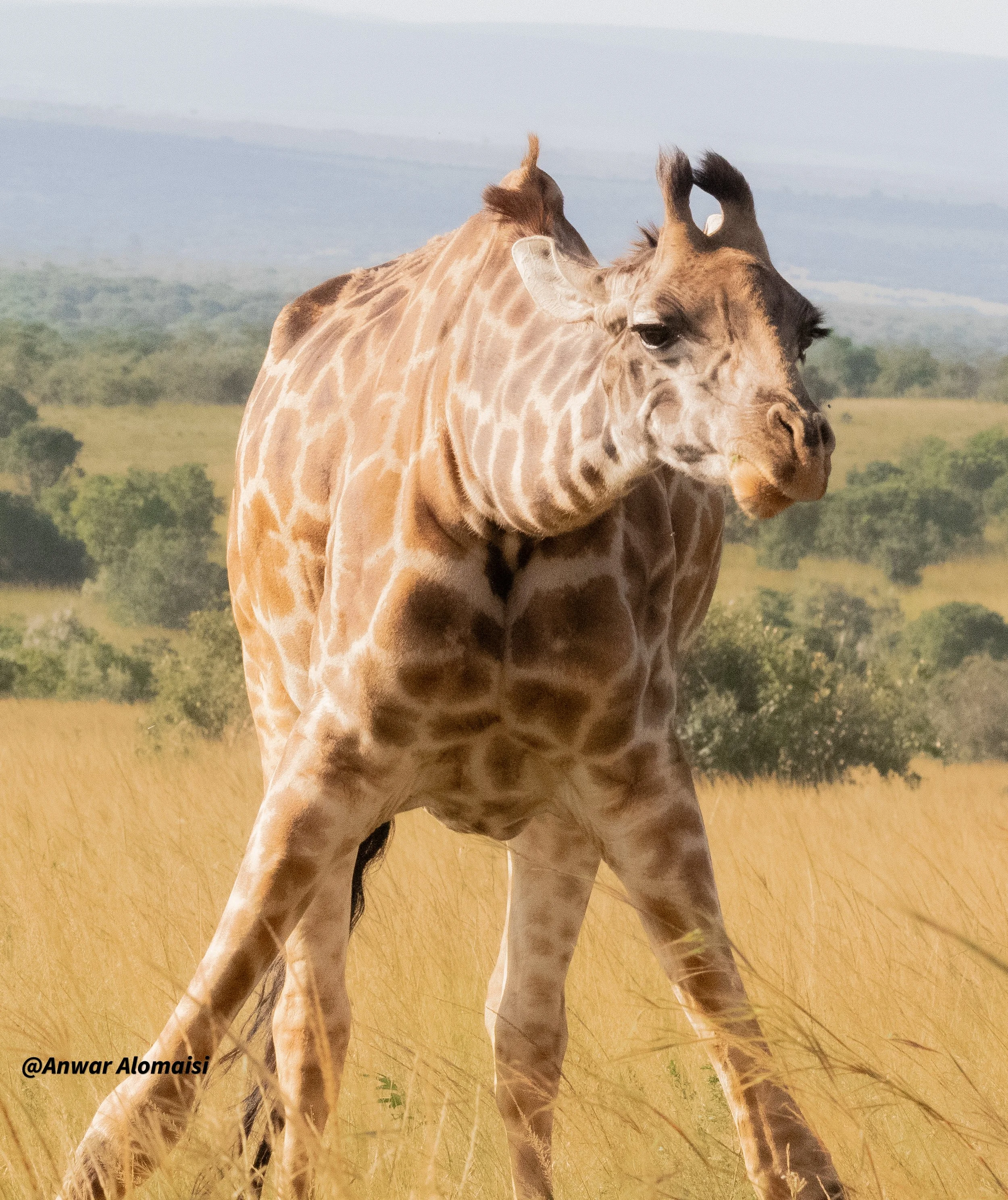 Giraffe standing.jpg