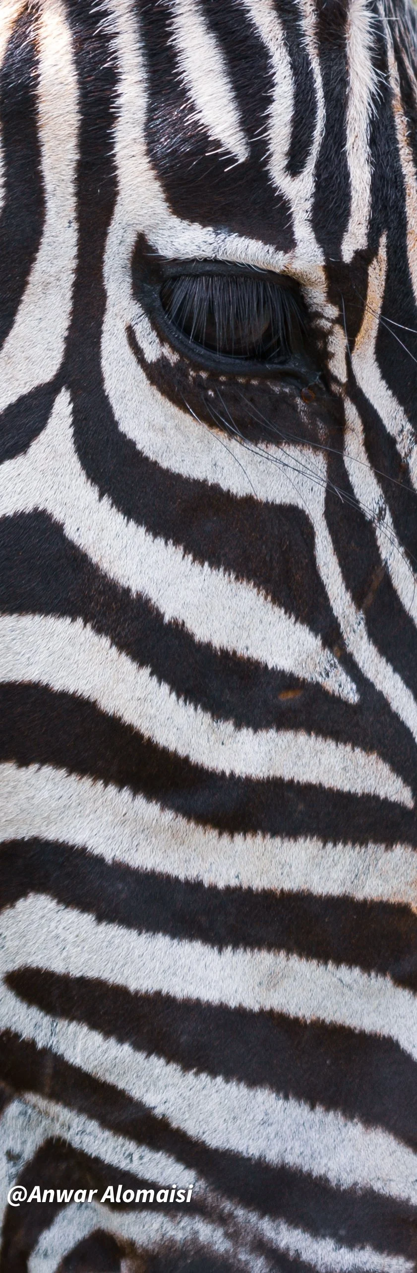 Close-up of a zebra's eye, showing black and white striped patterns on its face and neck.