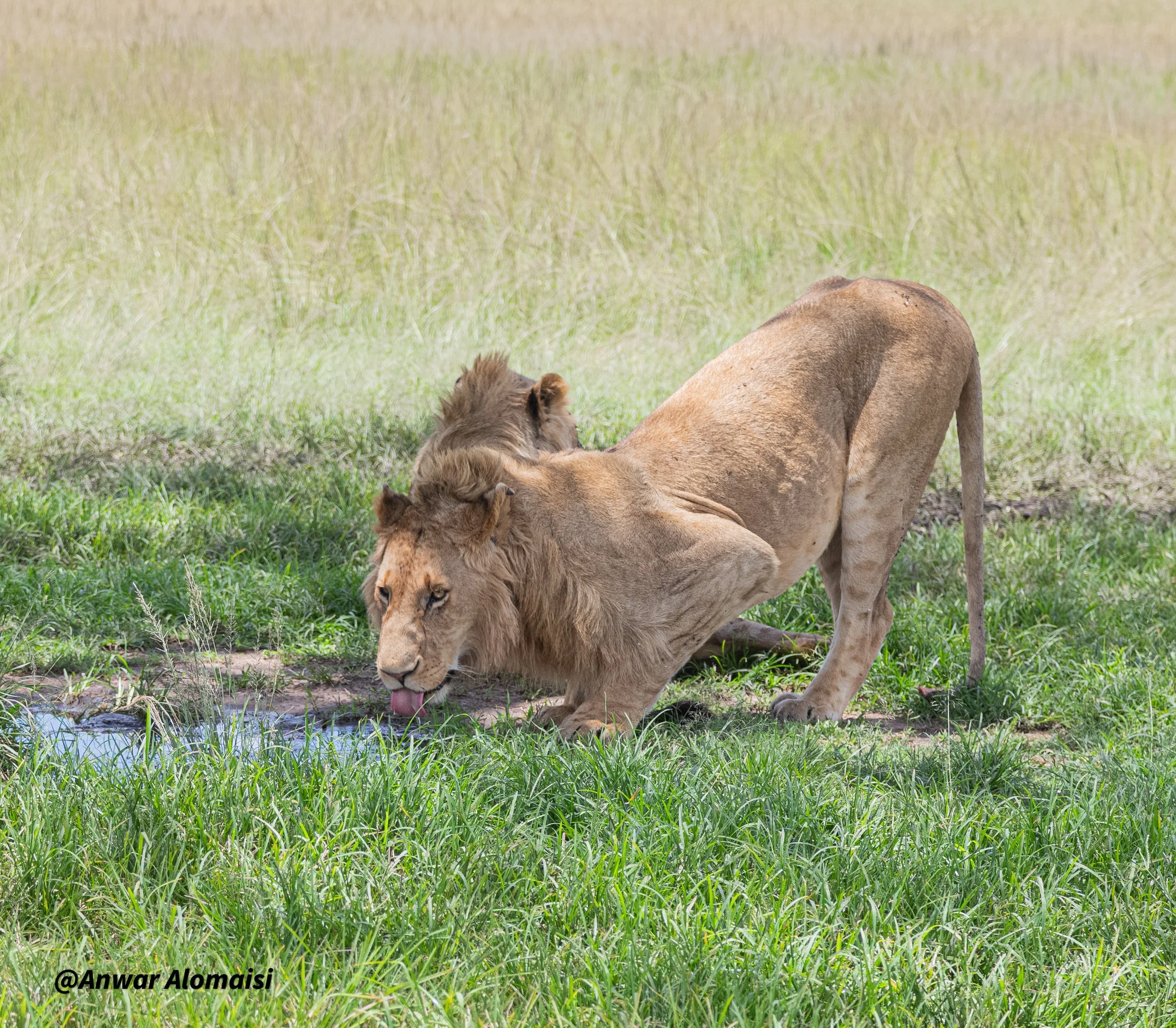 male lion drinking the water.jpg