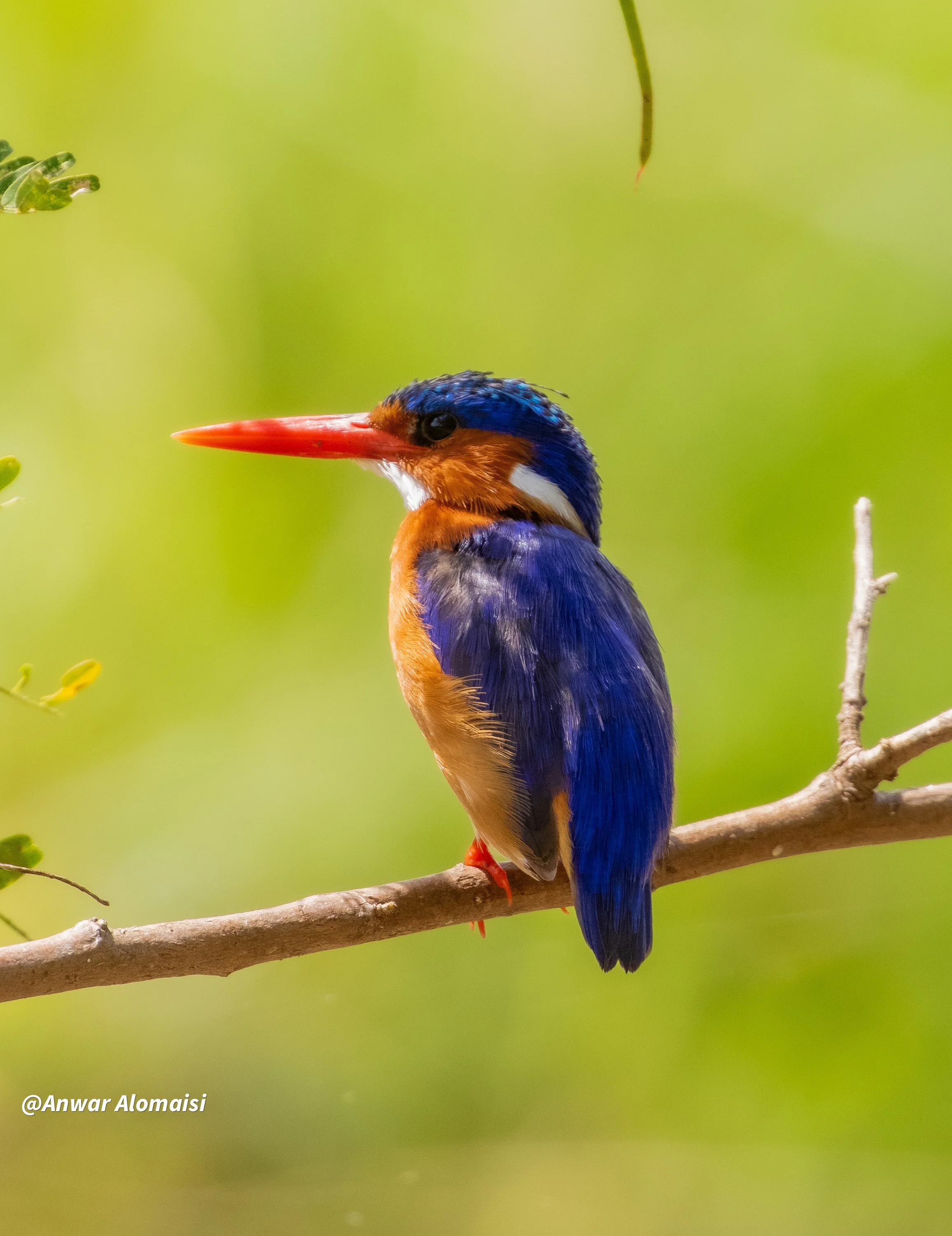 Nice kingfisher shot 2.jpg