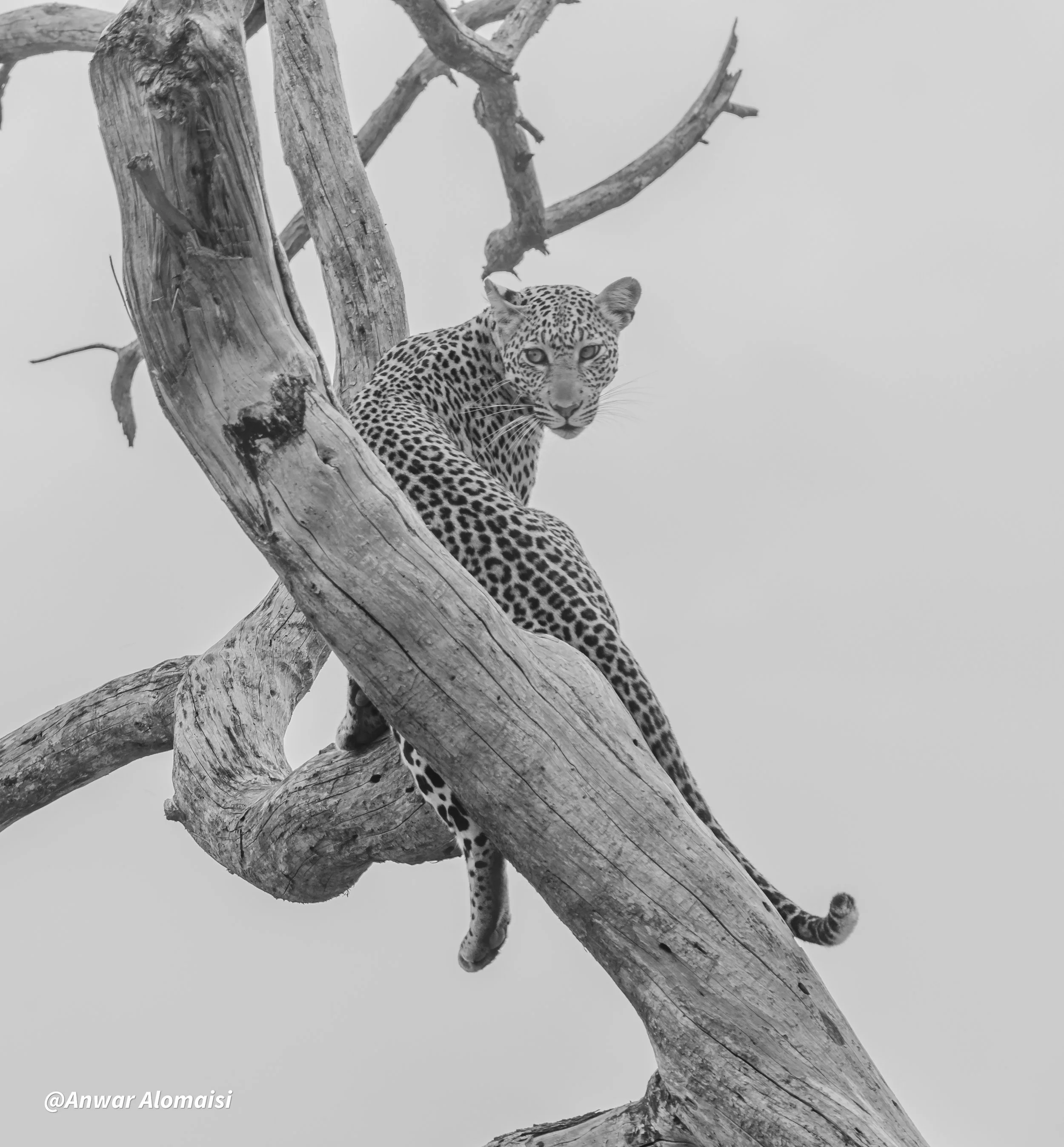 Black and white photo of a leopard perched on a large curved tree branch, looking directly at the camera with a neutral expression.
