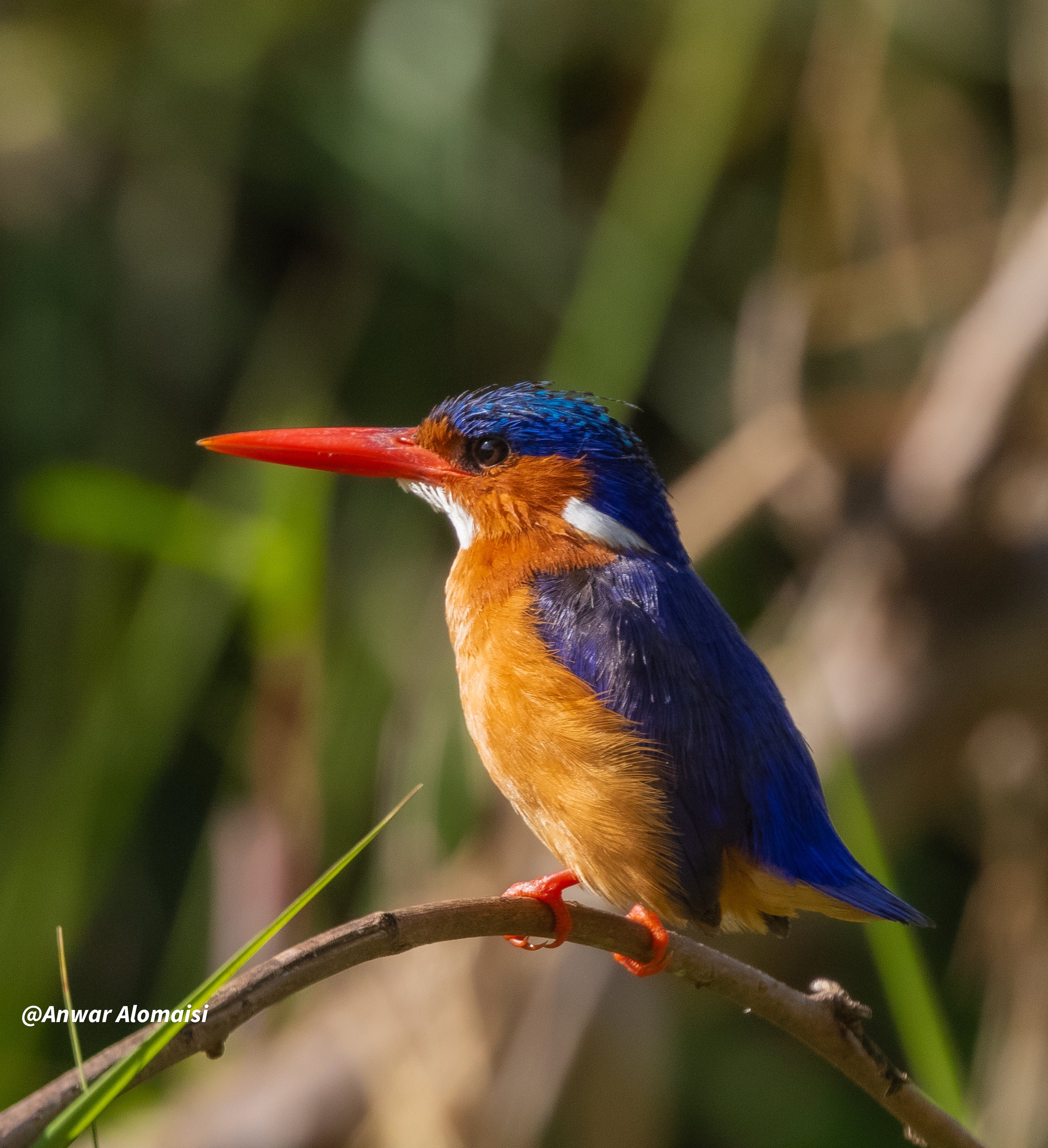 nice male  Kingfisher  seting with  tial up.jpg
