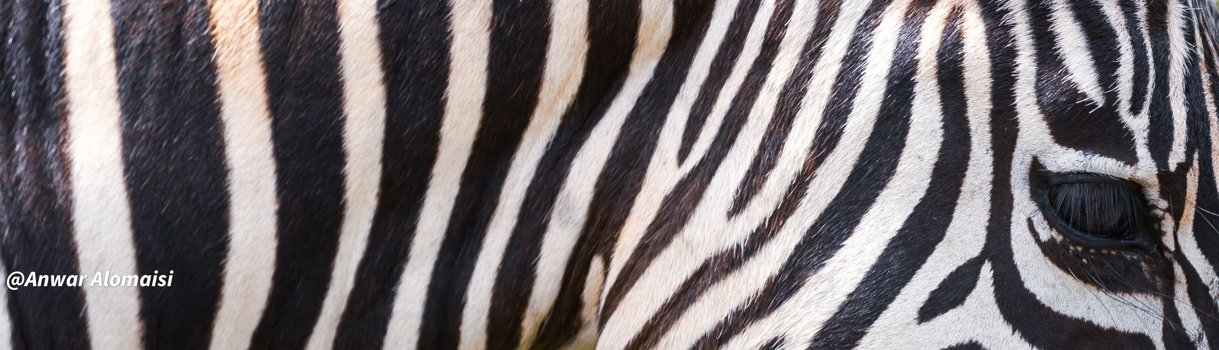 Close-up of a zebra's striped face and body, showing black and white pattern and dark eye.