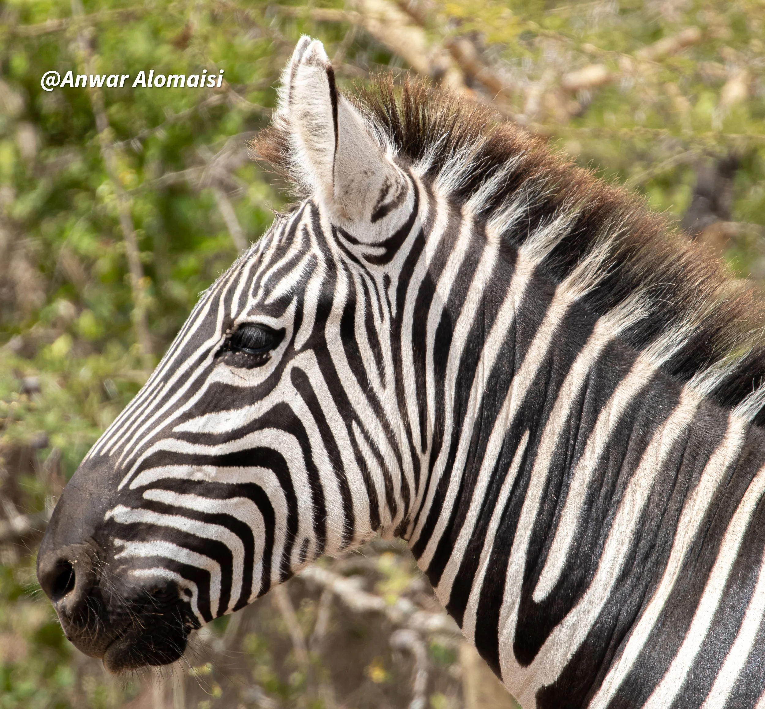 Close-up of a zebra's head and neck showing black and white striped pattern, with green foliage in the background.