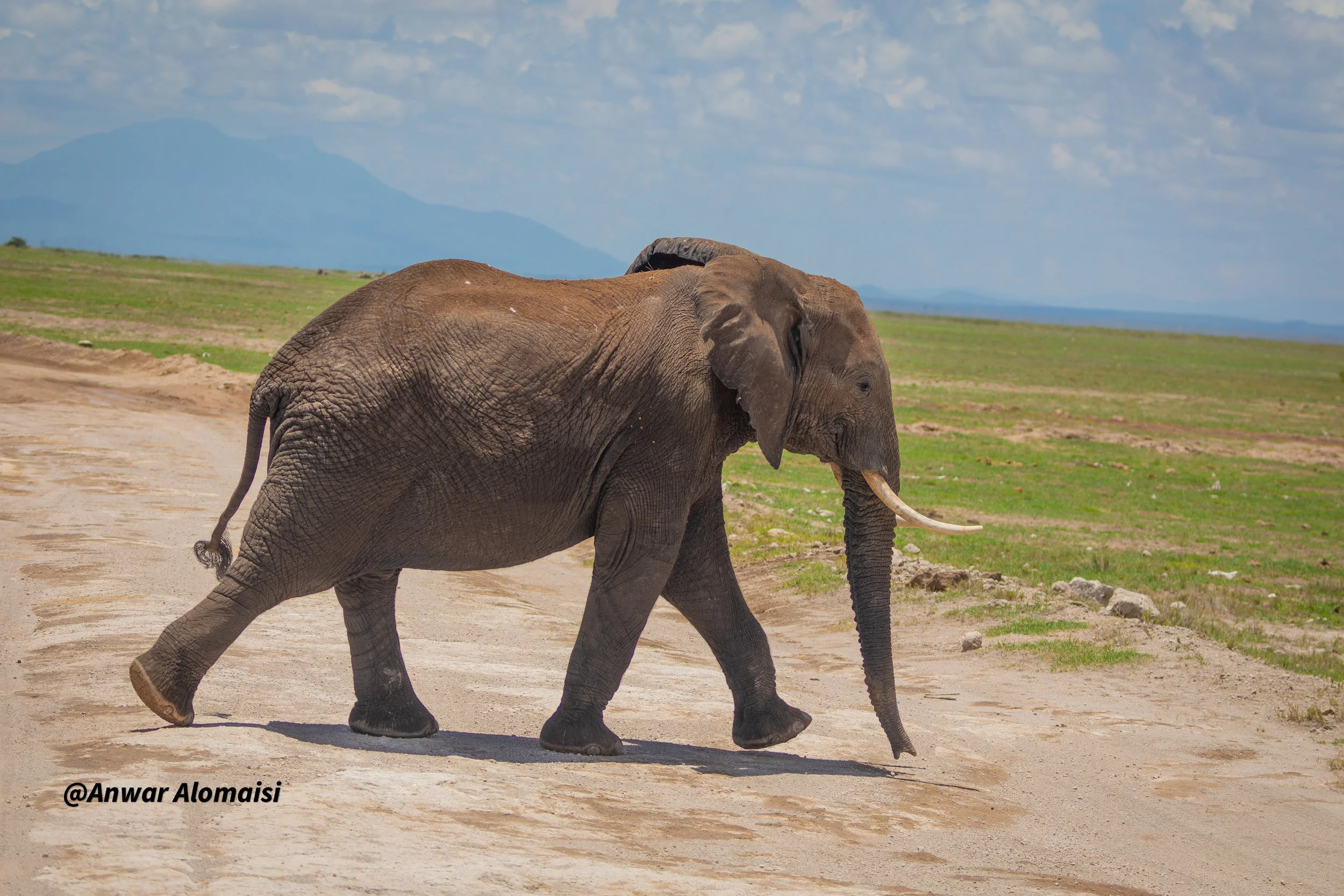 A baby elephant crossing a dirt road in a grassy plain with mountains in the background.