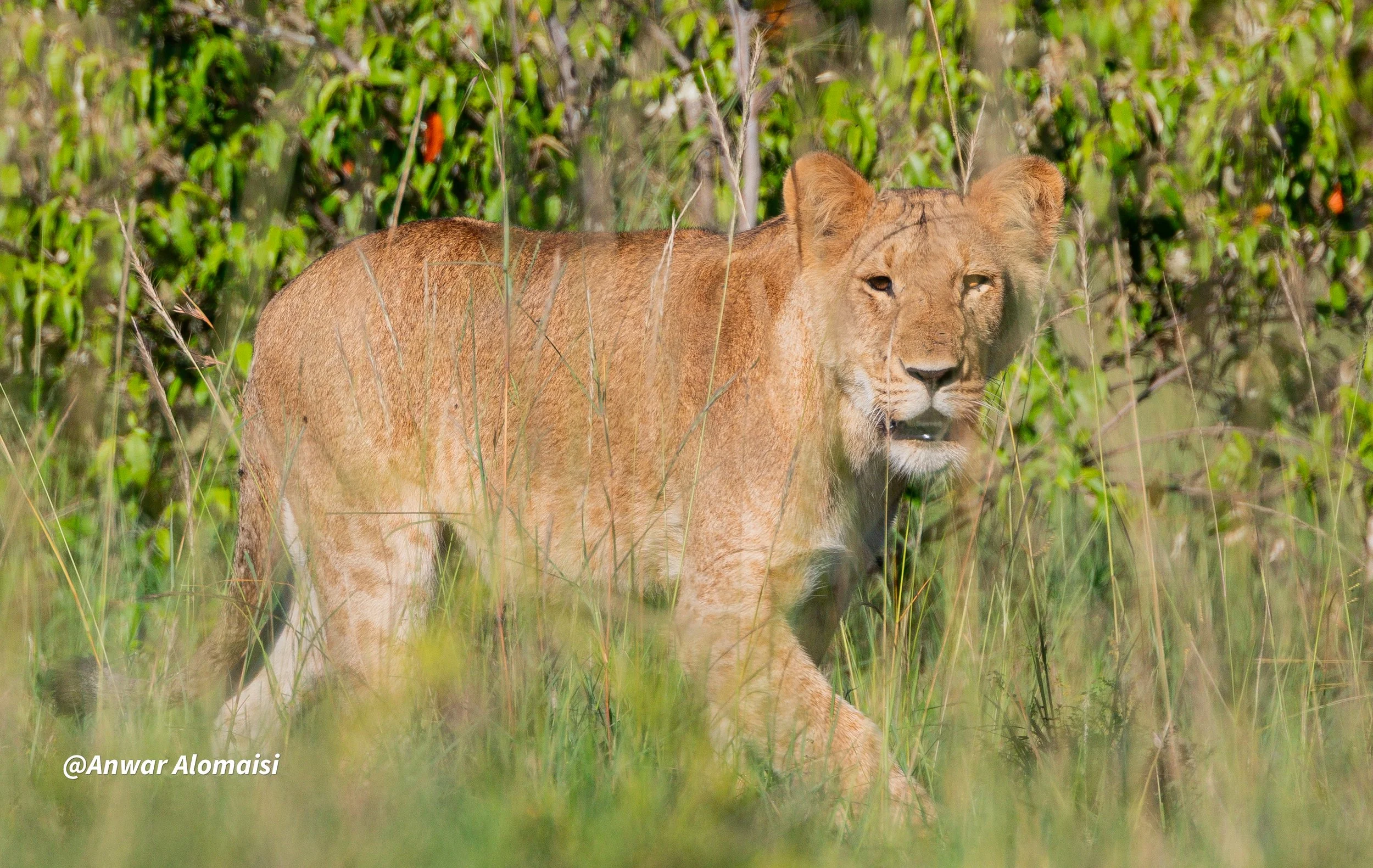 A lioness walking through tall grass in a natural habitat with green foliage in the background.