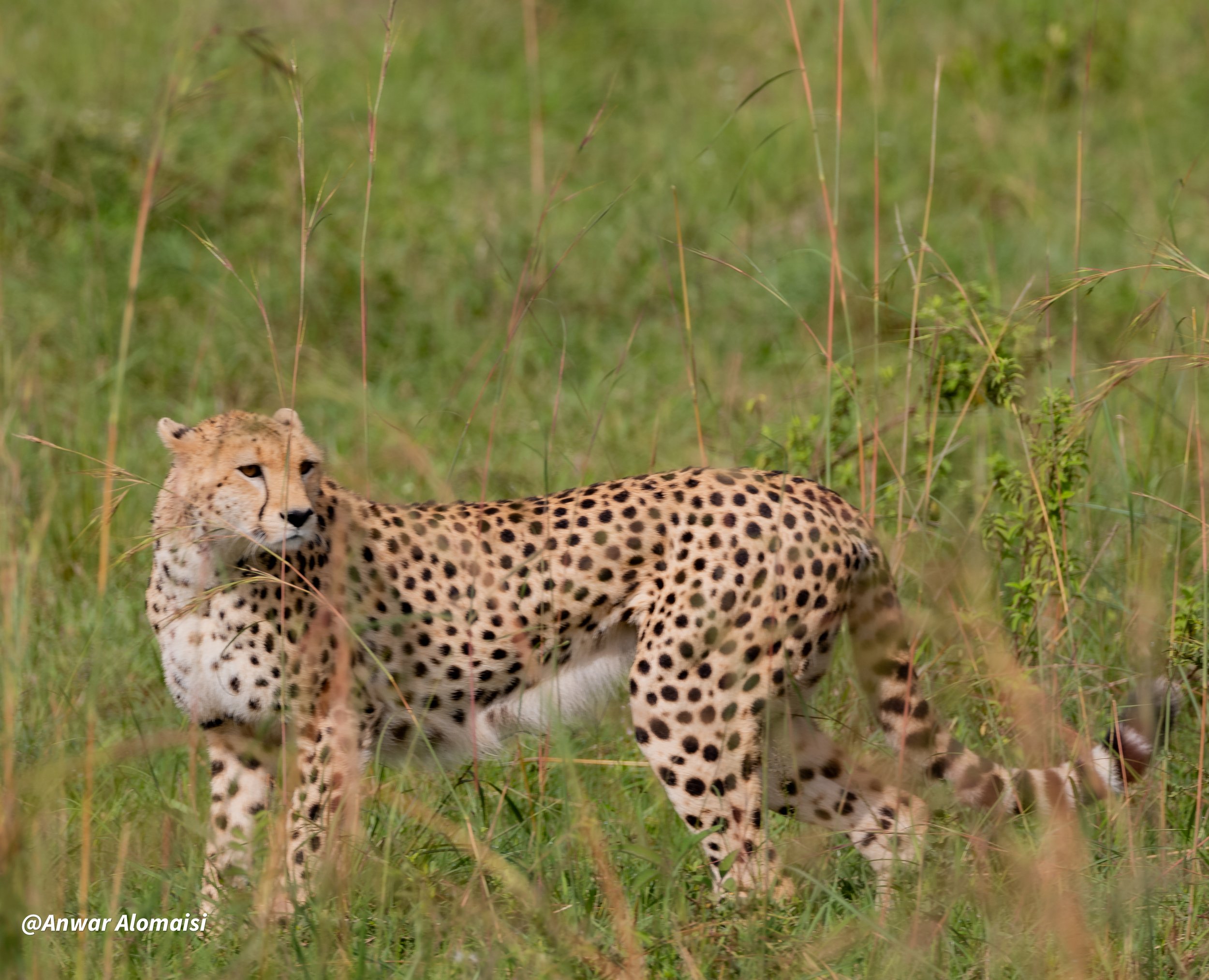 Cheetah first photo.jpg