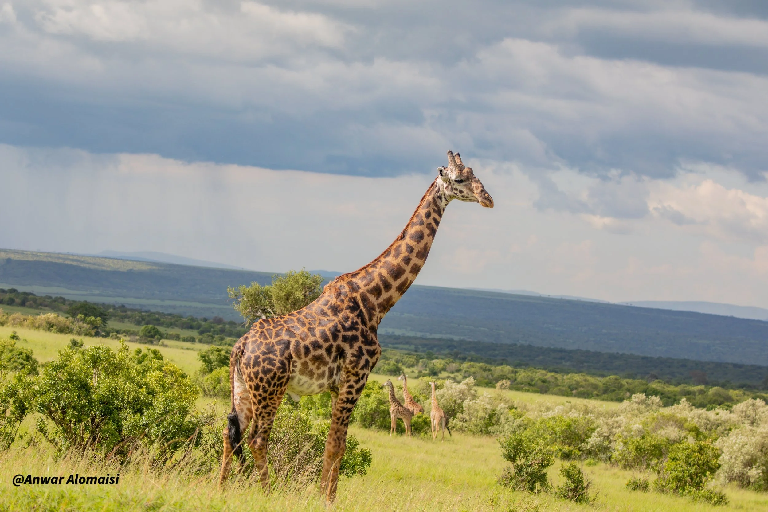 A giraffe standing in a grassy plain with trees and hills in the background under a cloudy sky, with two other giraffes in the distance.