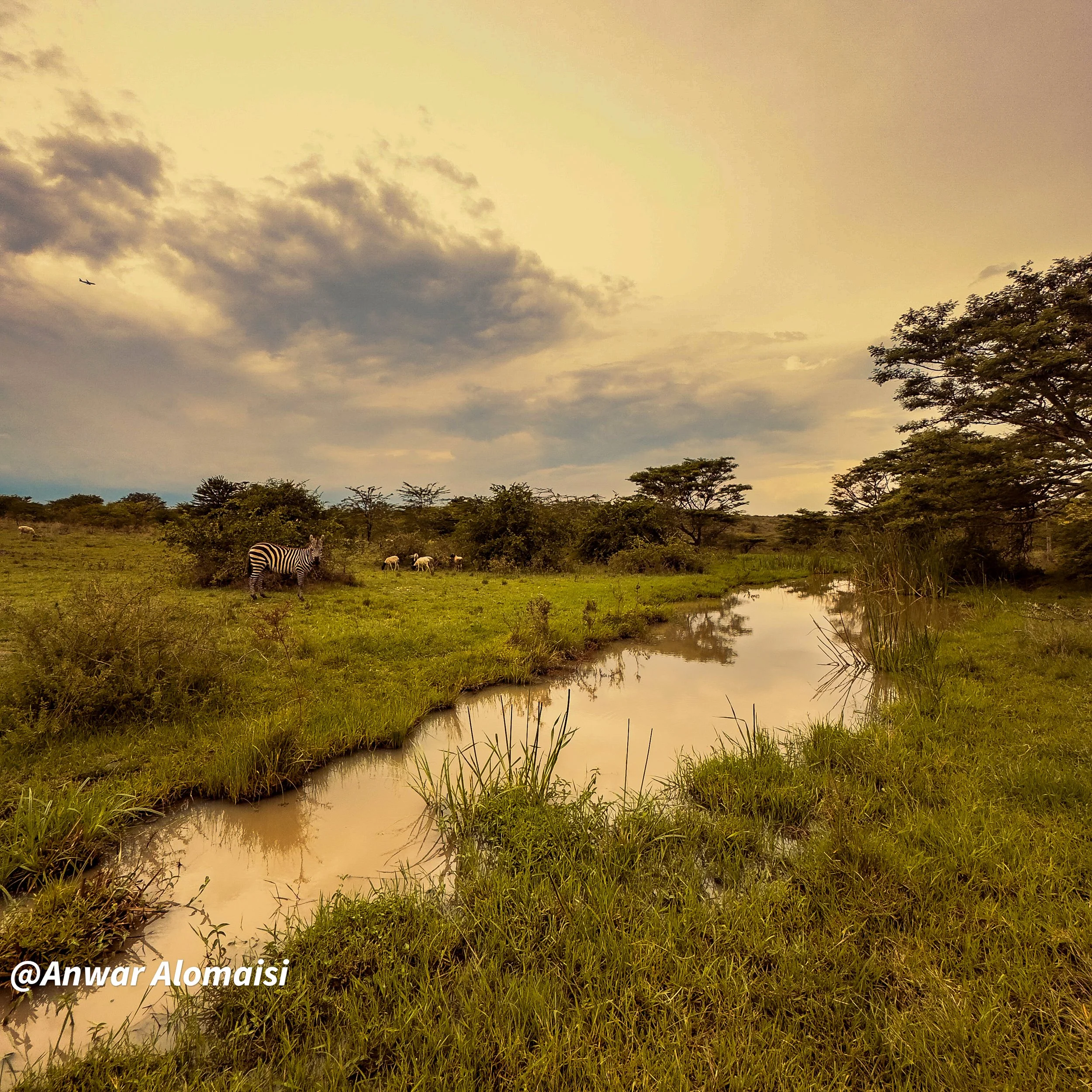 A wildlife scene showing a zebra and several grazing animals near a winding waterway in a savanna landscape during sunset with trees and an airplane in the sky.