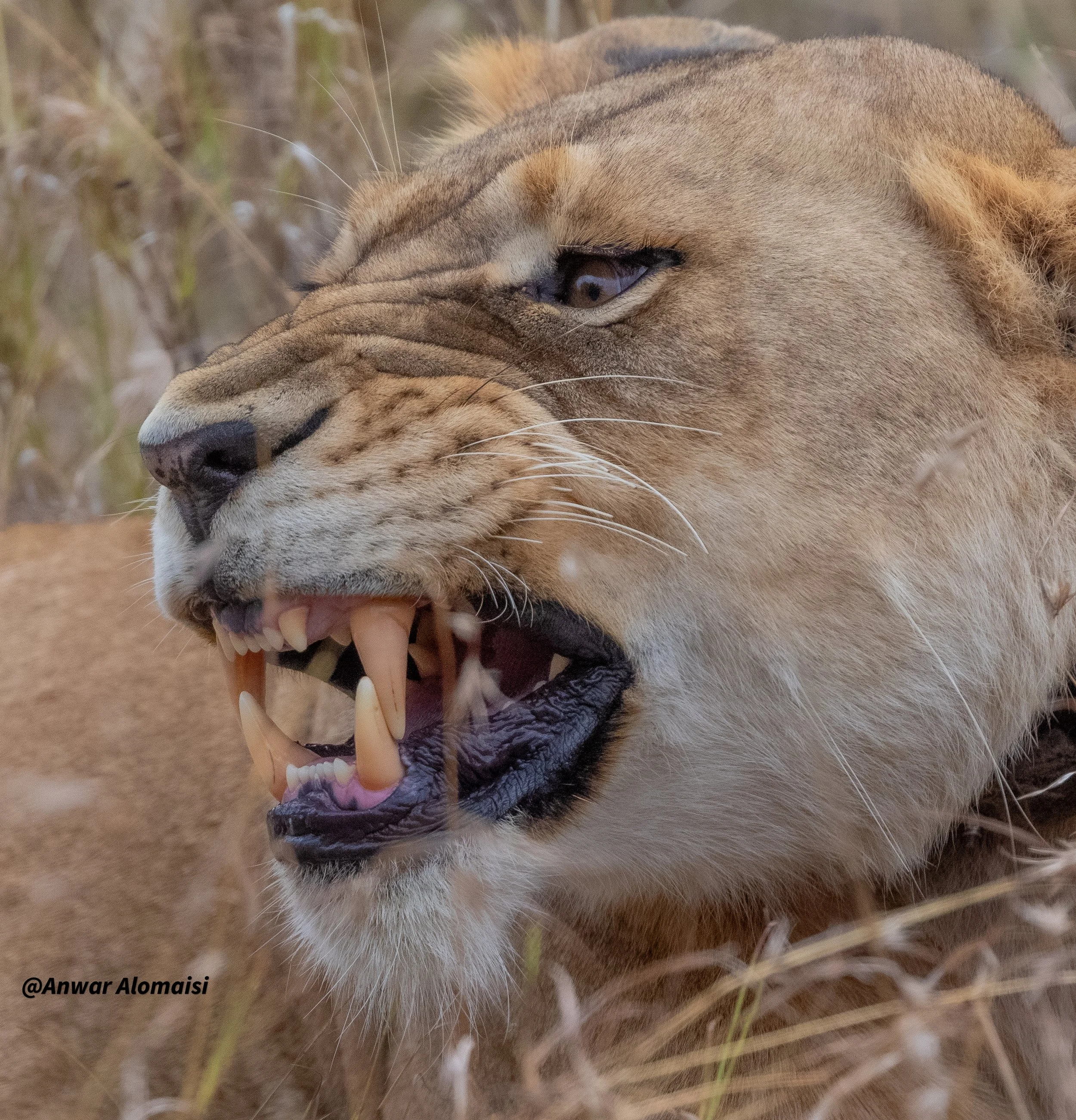 Angrey female ion.jpg