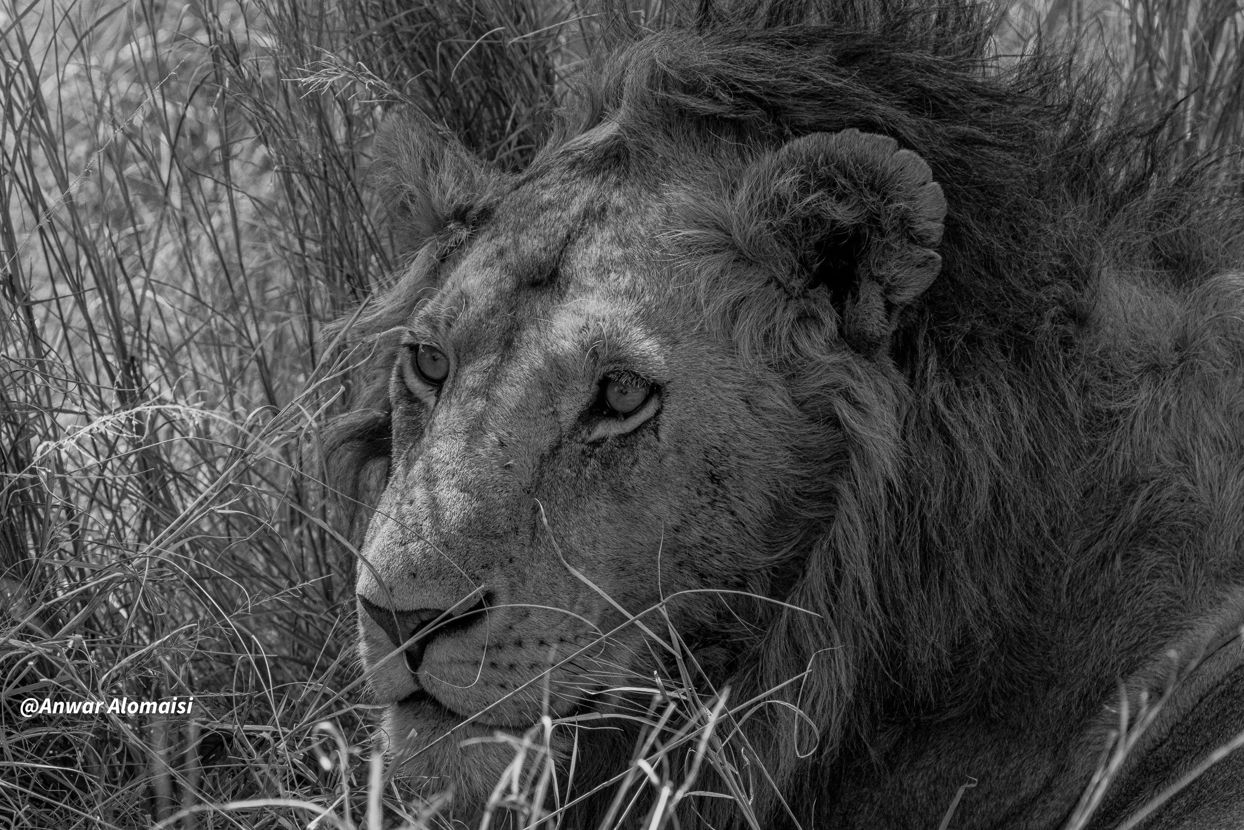 B_W Male lion head in the grass.jpg